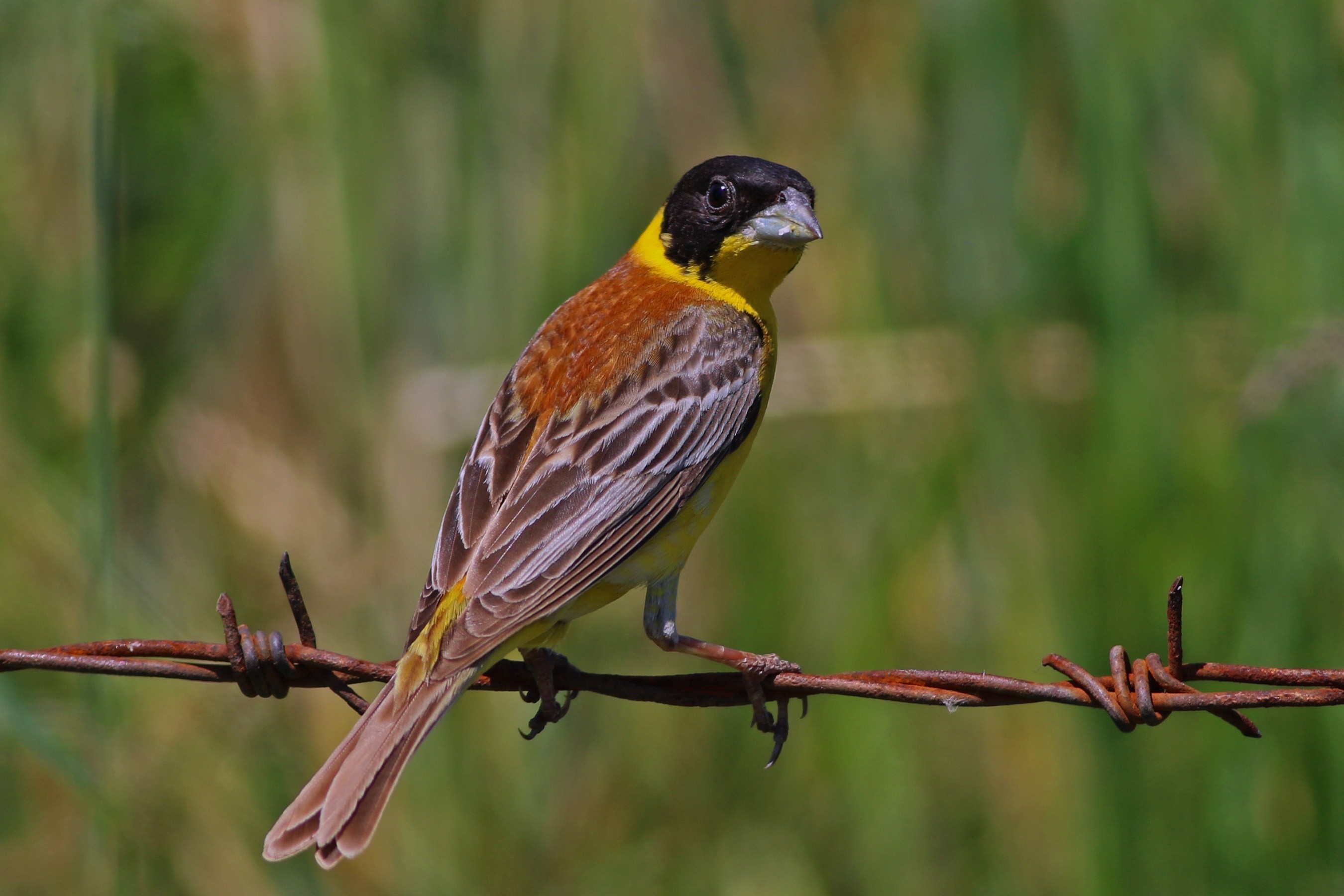 Black-headed Bunting