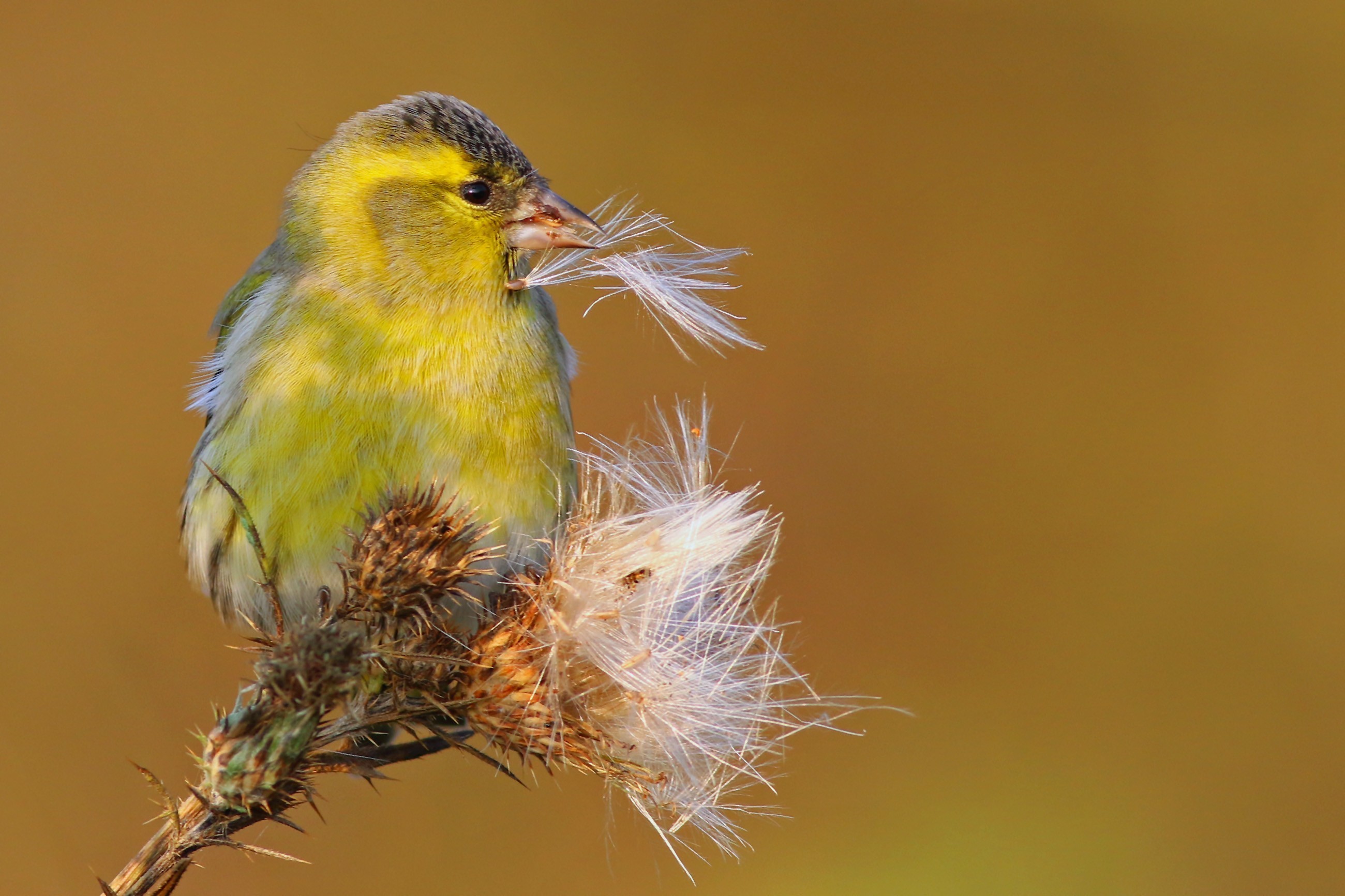 Eurasian Siskin