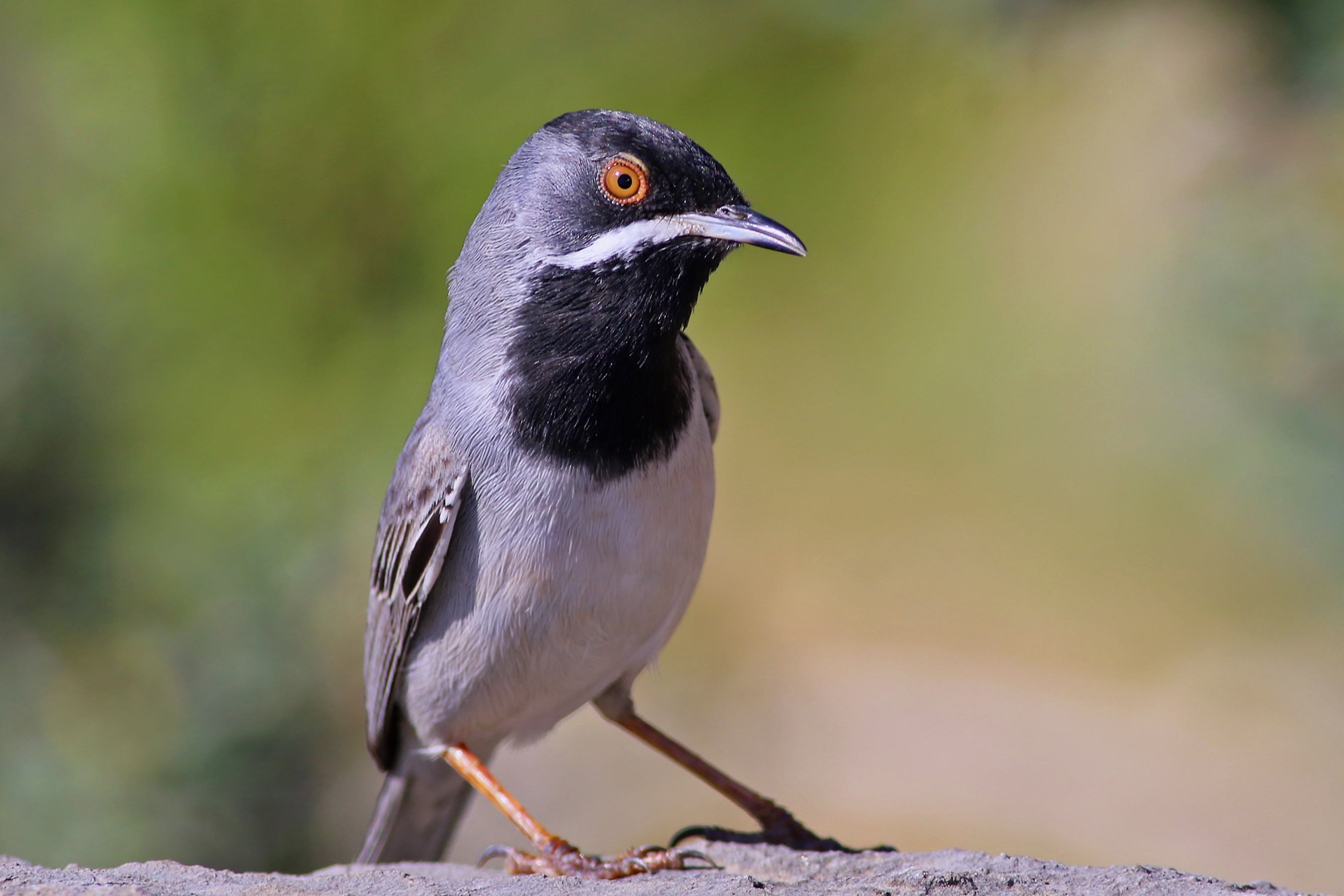 Rüppell's Warbler