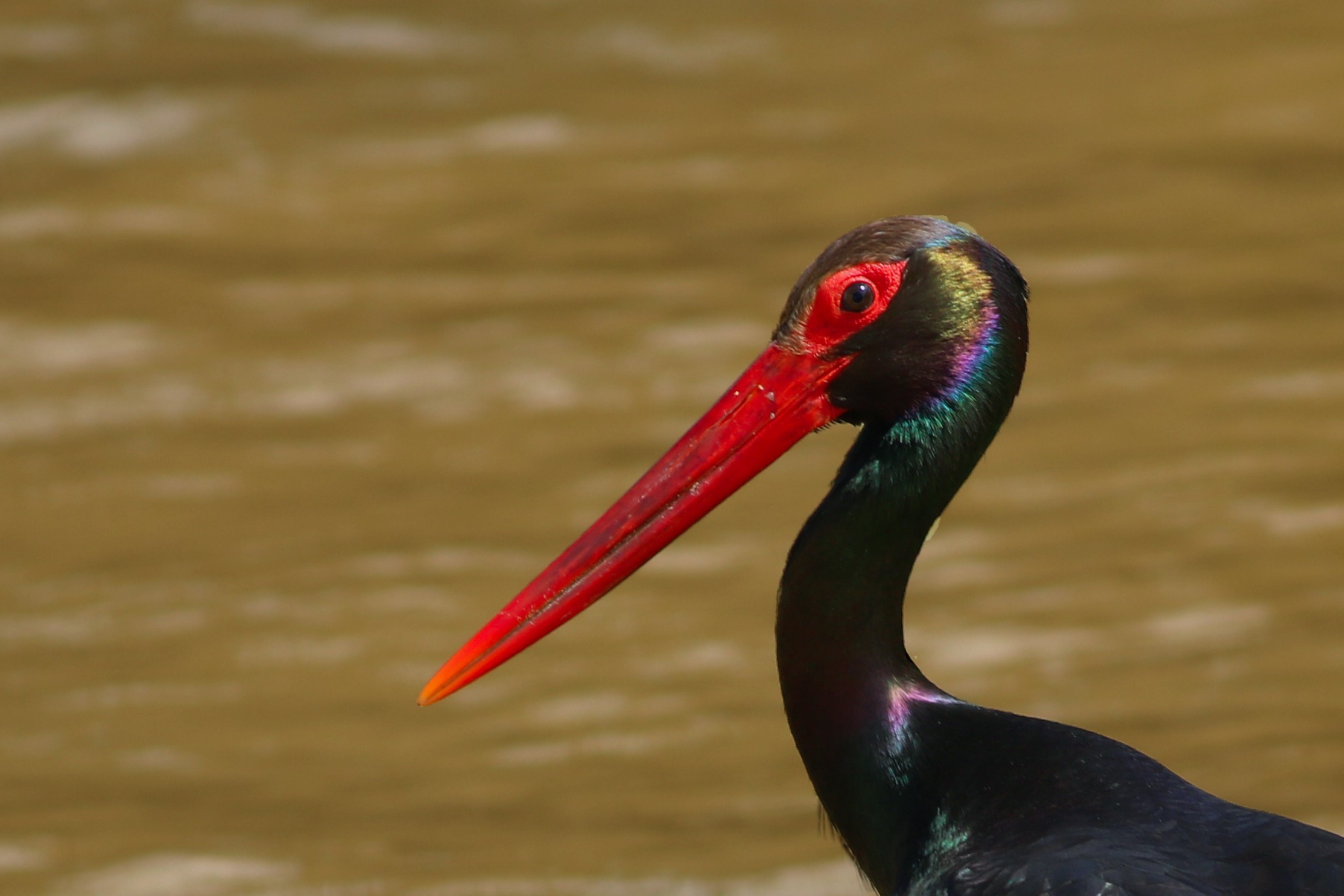 Black Stork