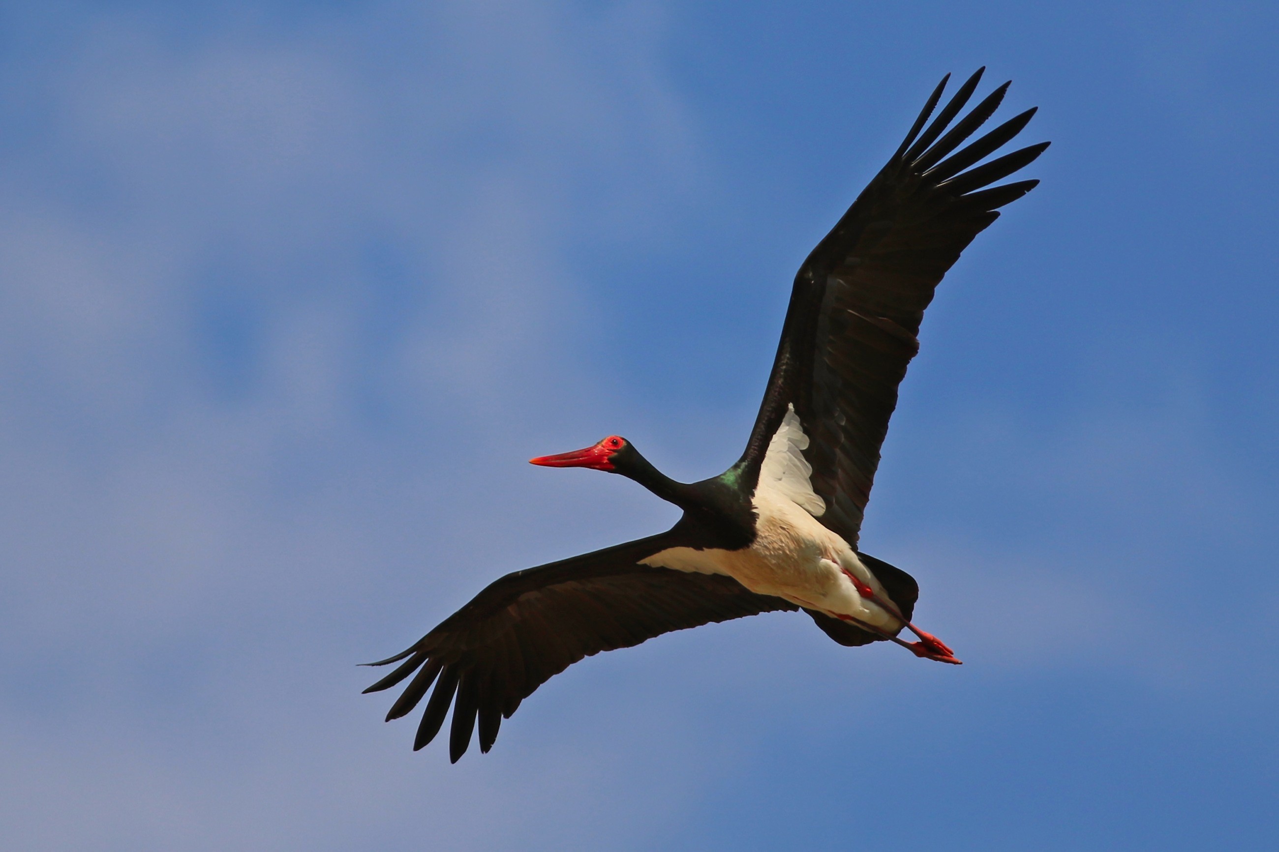 Black Stork