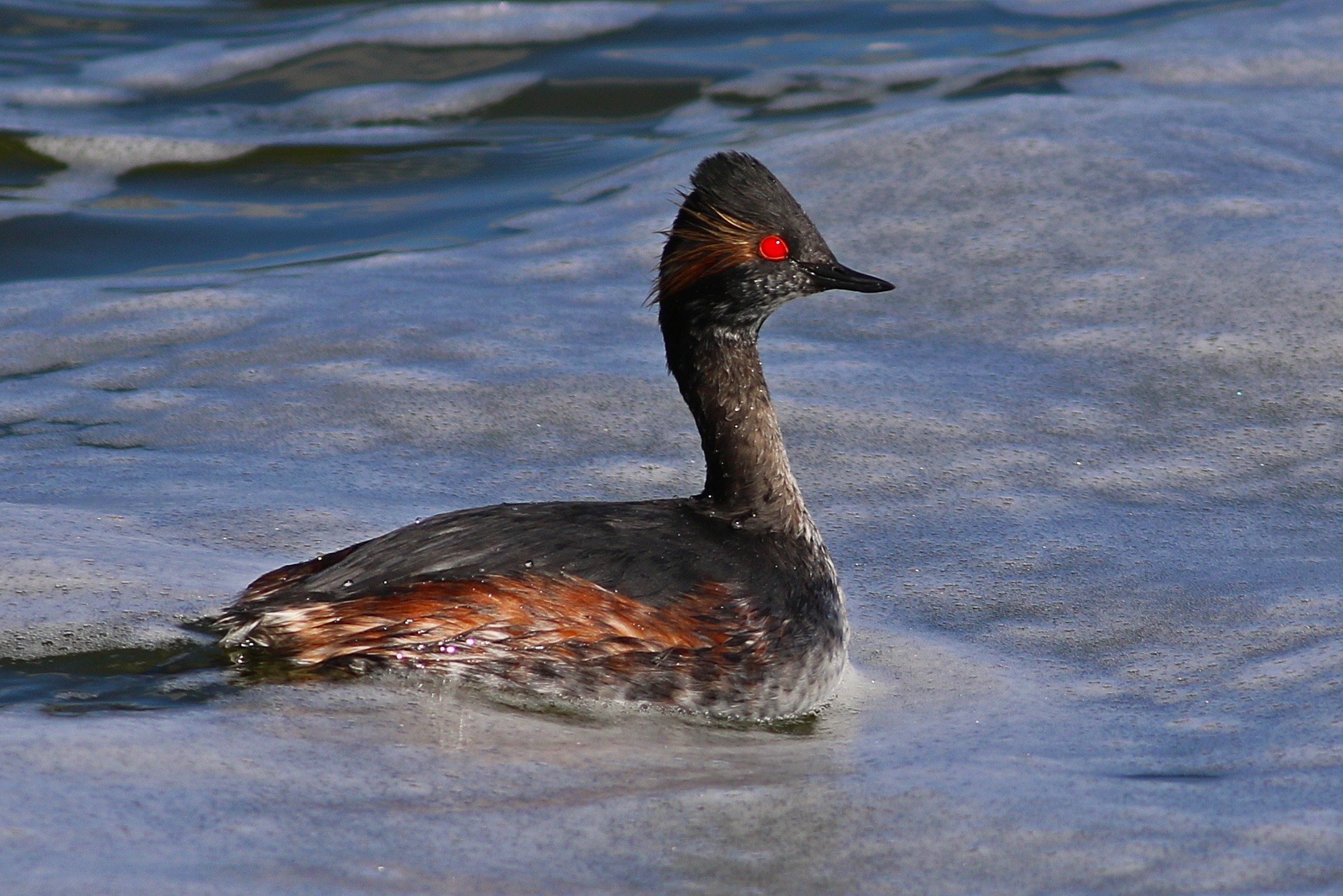 Black-necked Grebe