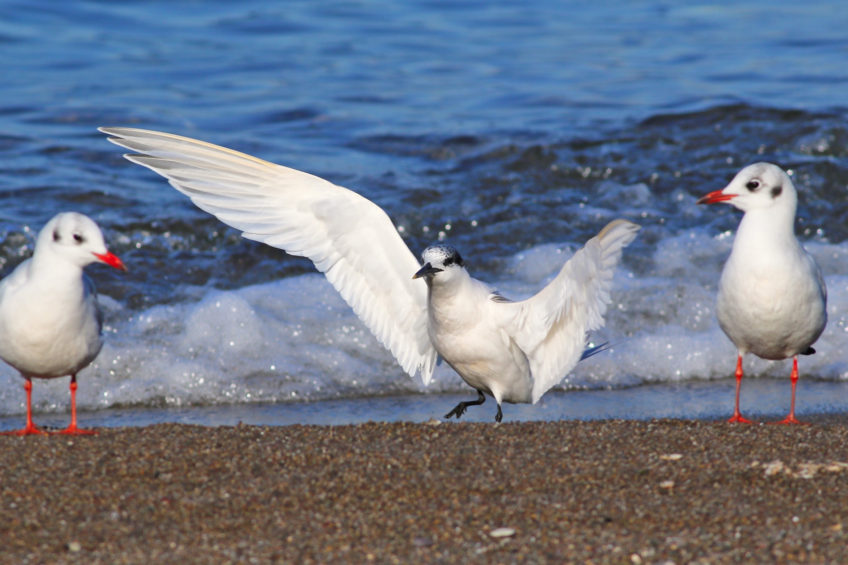 Sandwich Tern