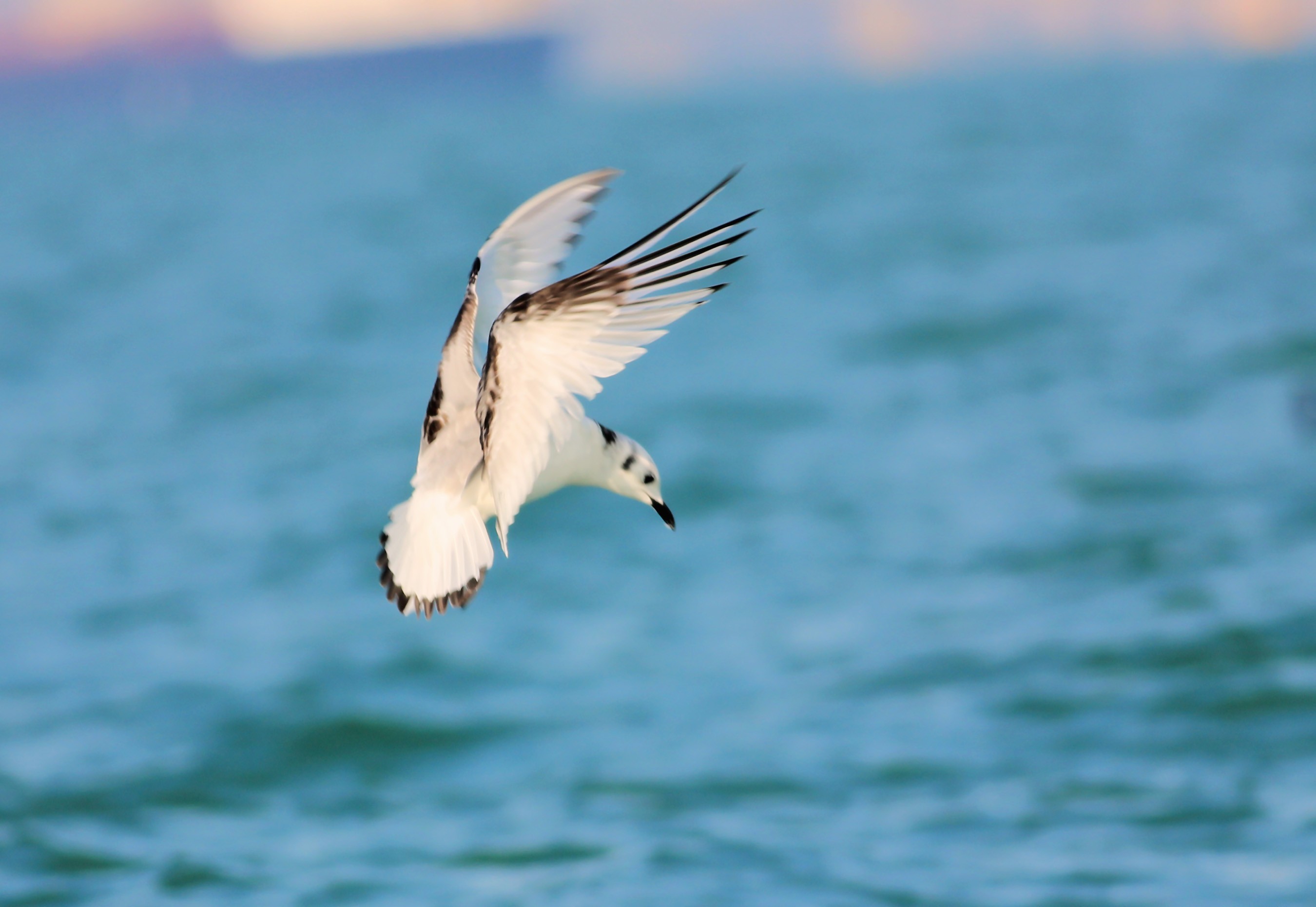 Black-legged Kittiwake