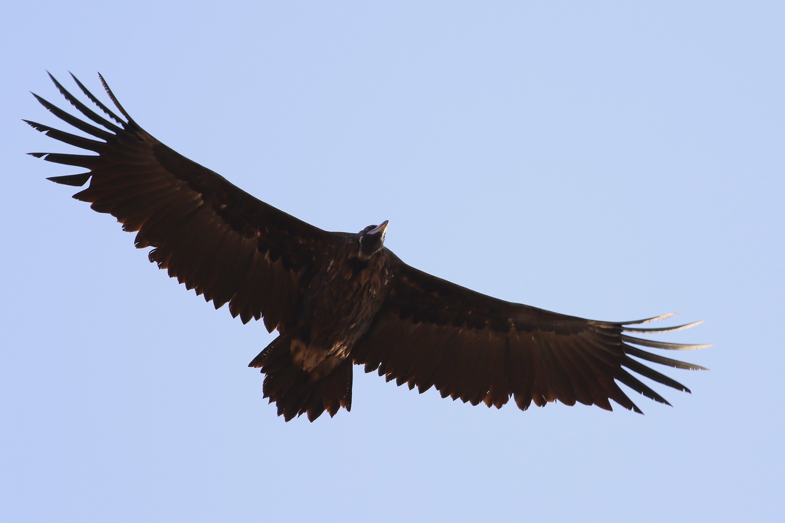 Cinereous Vulture
