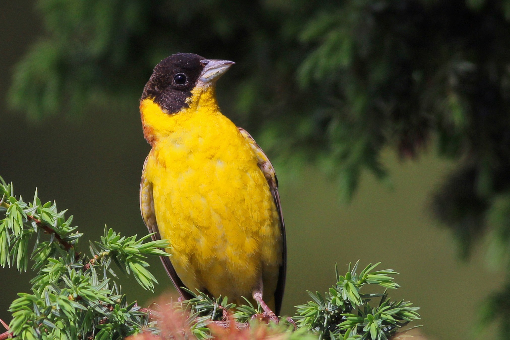 Black-headed Bunting