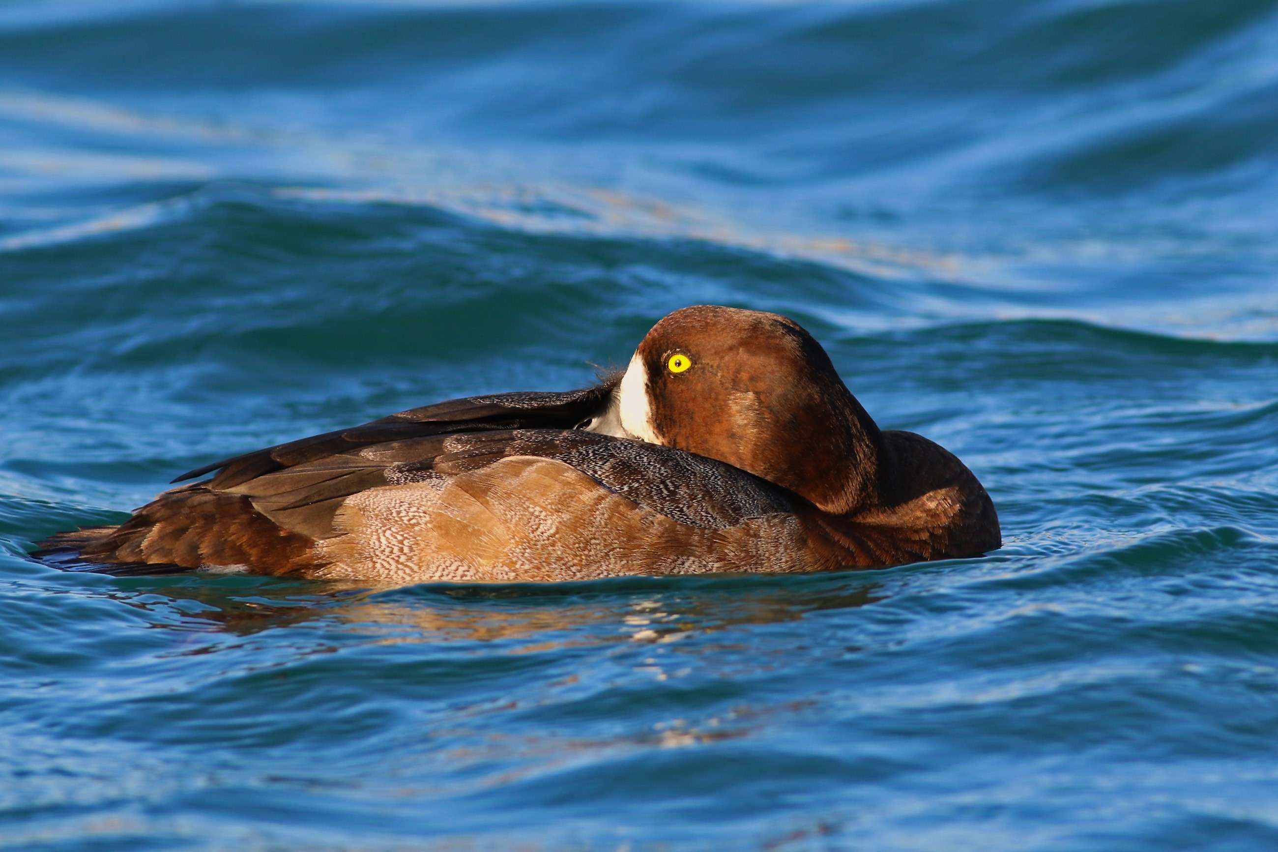Greater Scaup
