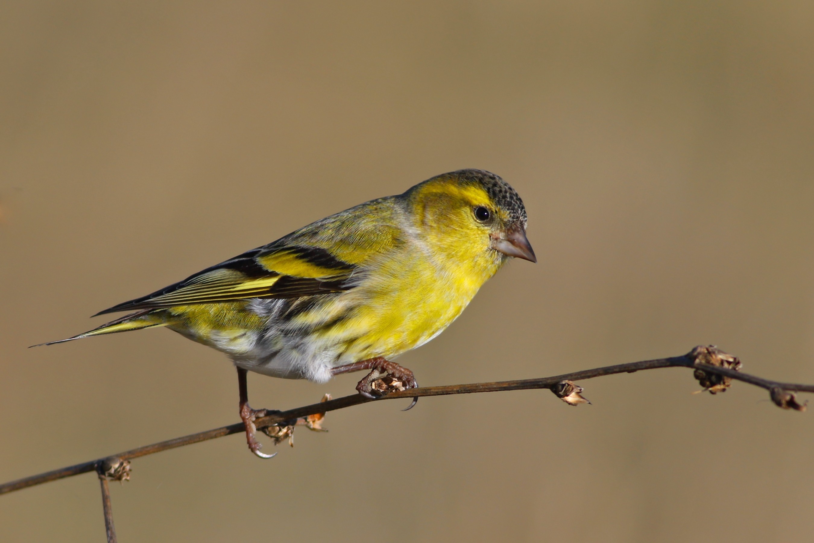Eurasian Siskin