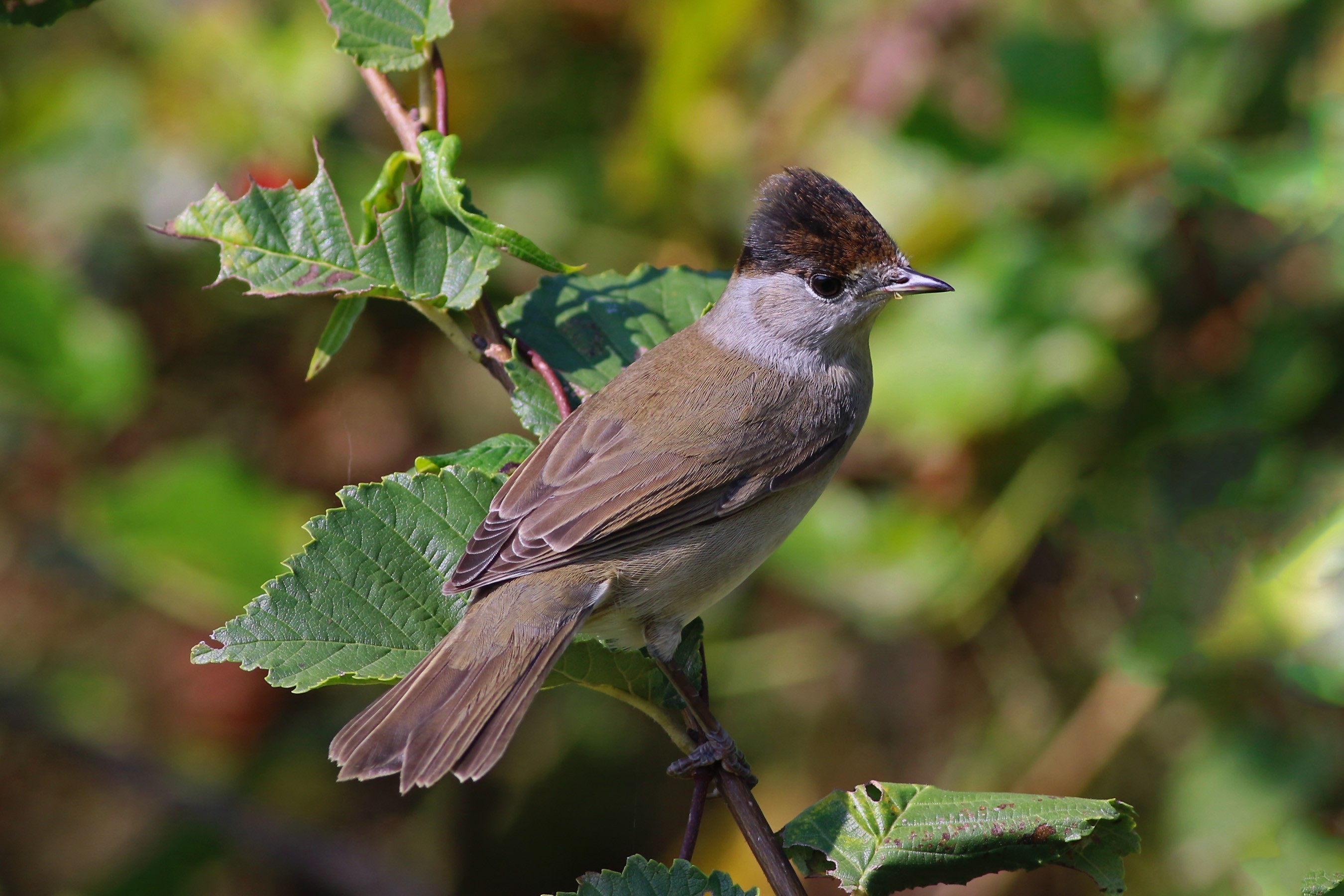Eurasian Blackcap