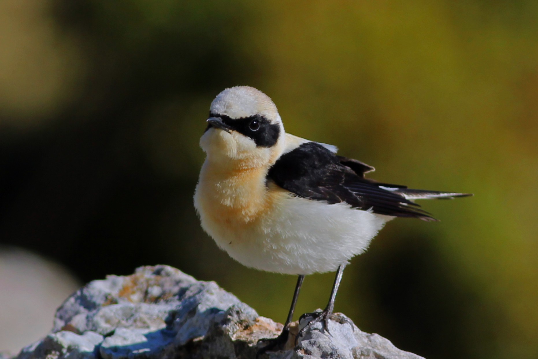 Black-eared Wheatear