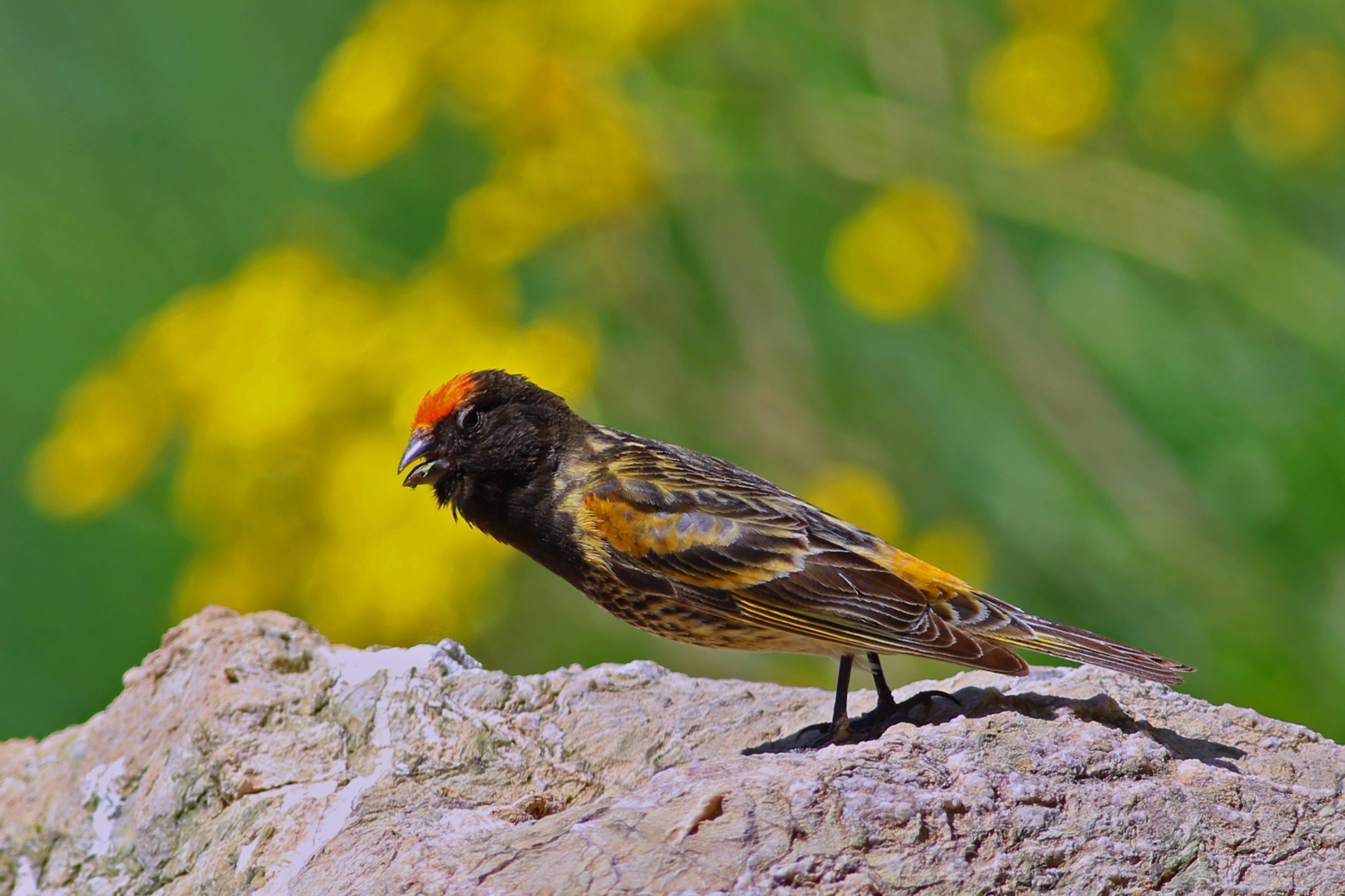 Fire-fronted Serin