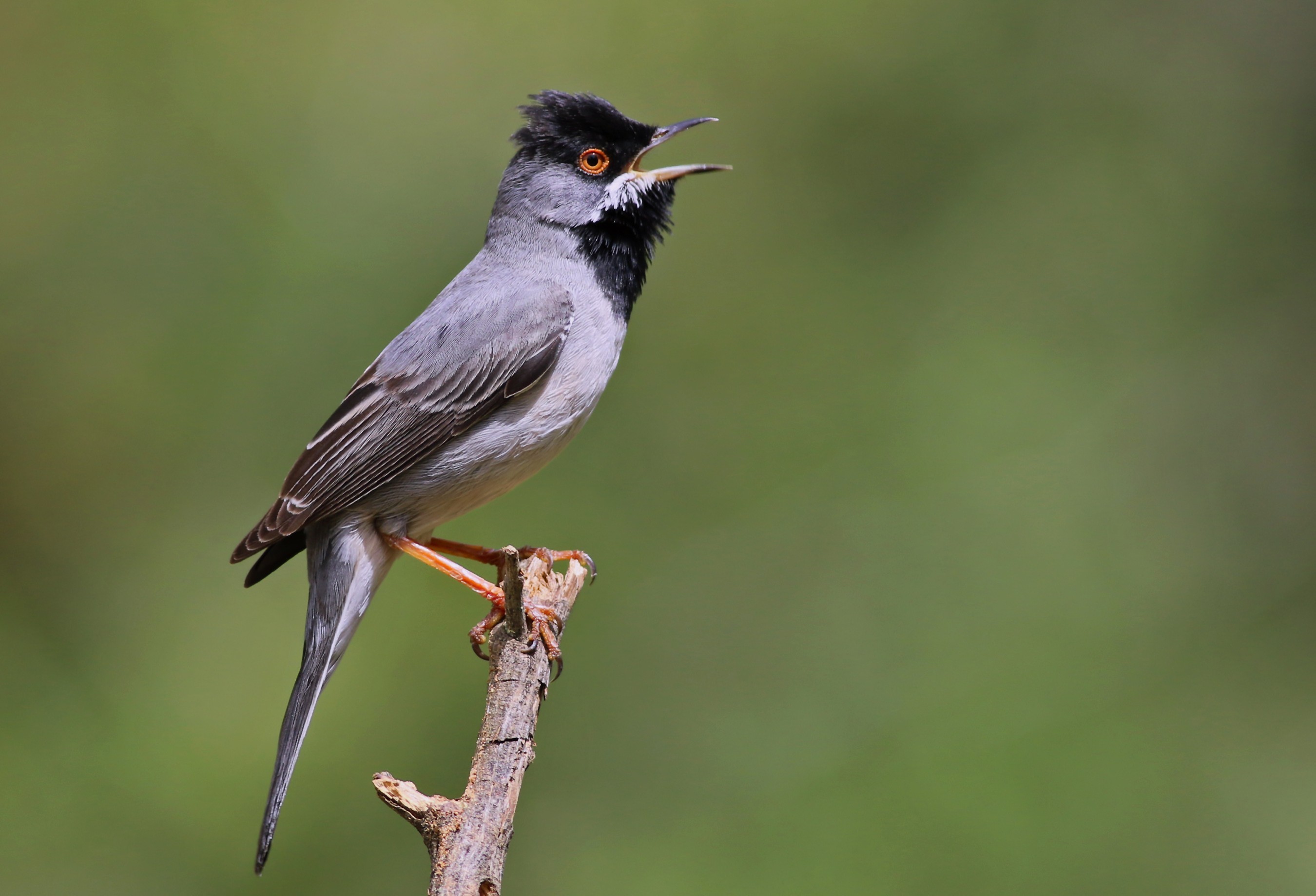 Rüppell's Warbler