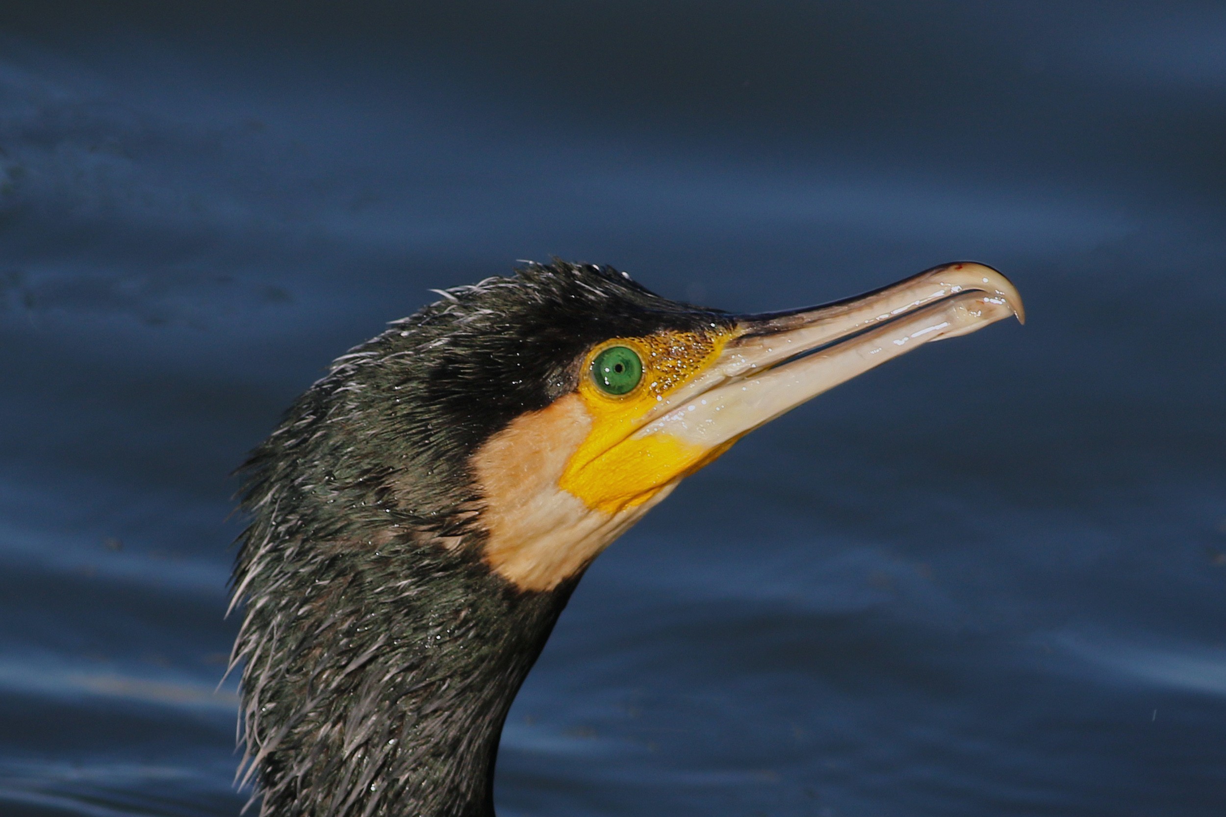 Great Cormorant