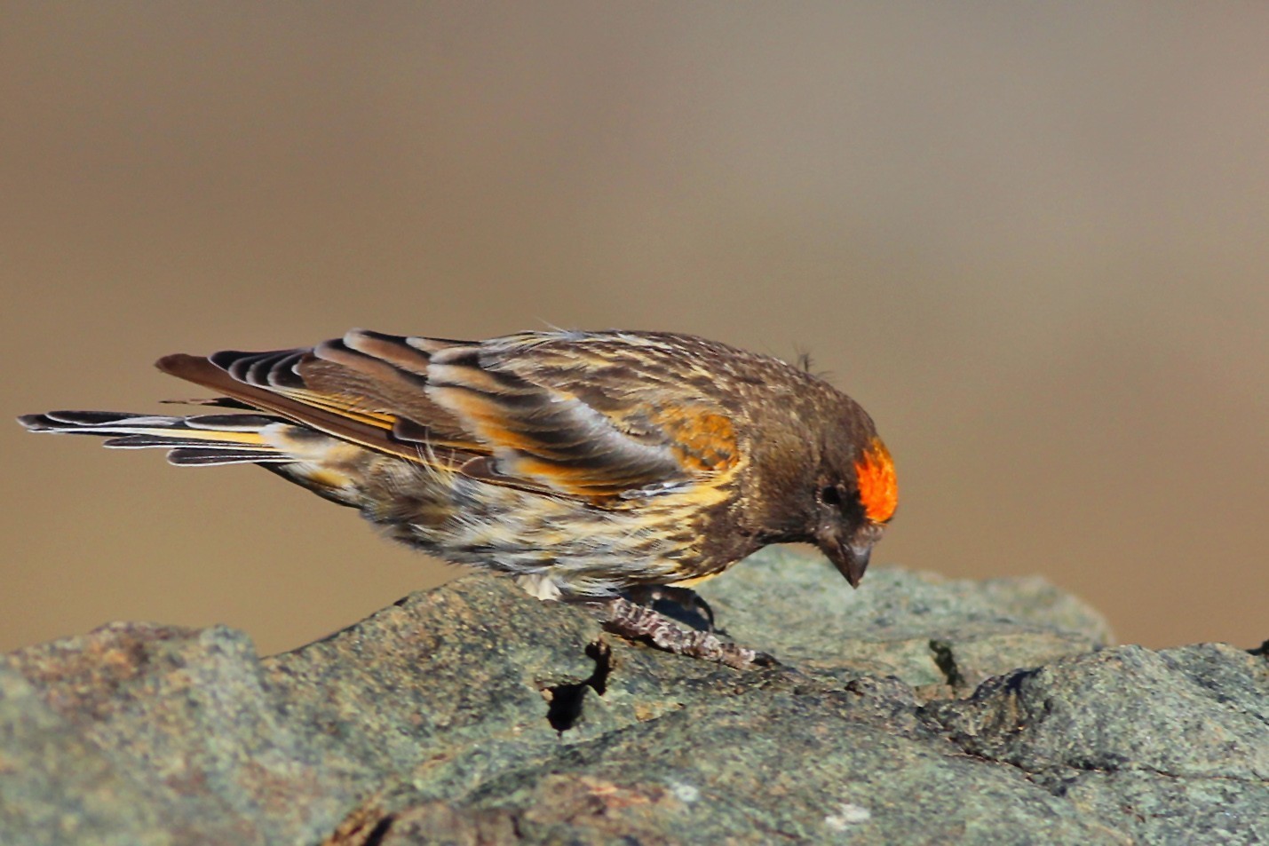 Red-fronted Serin
