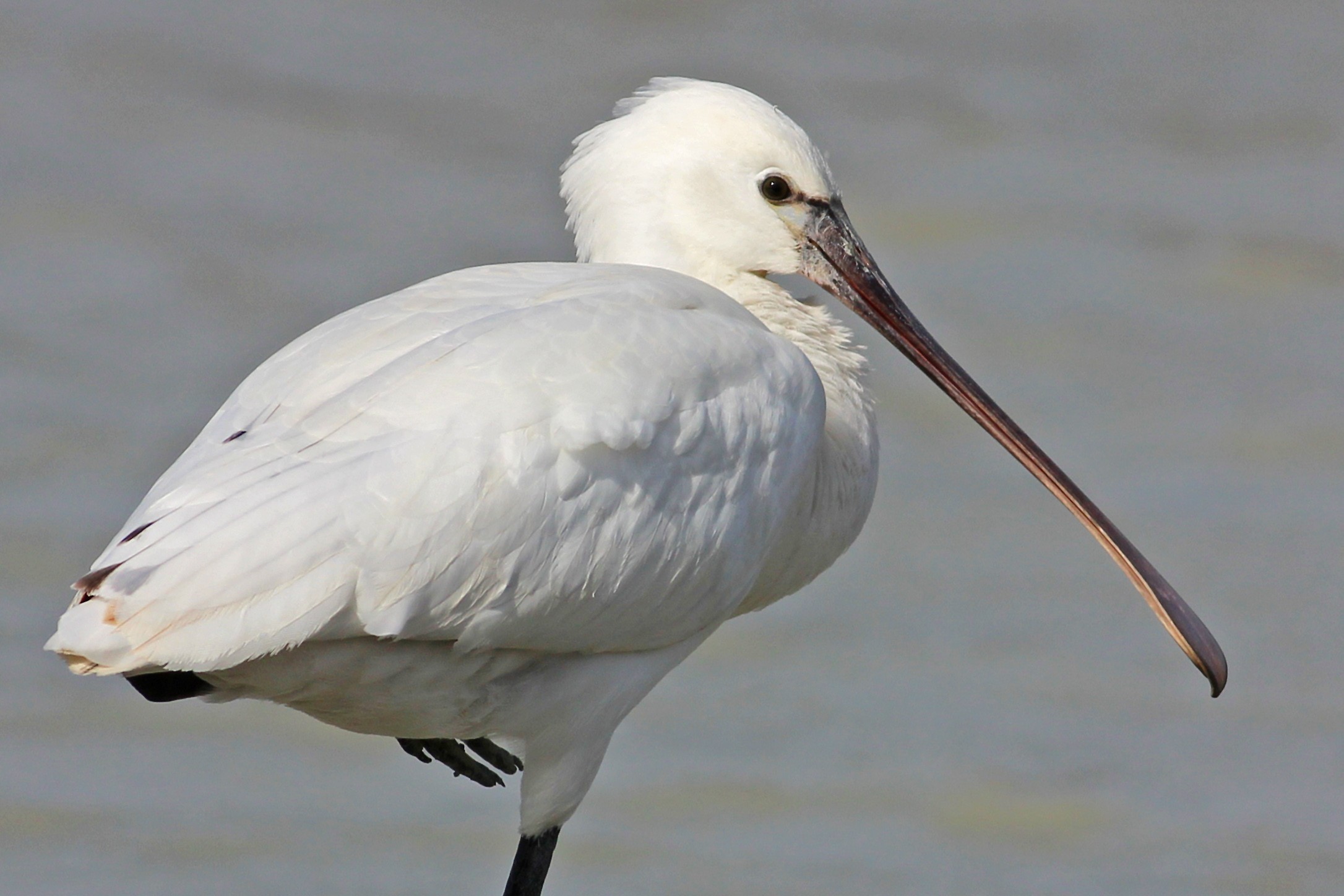 Eurasian Spoonbill