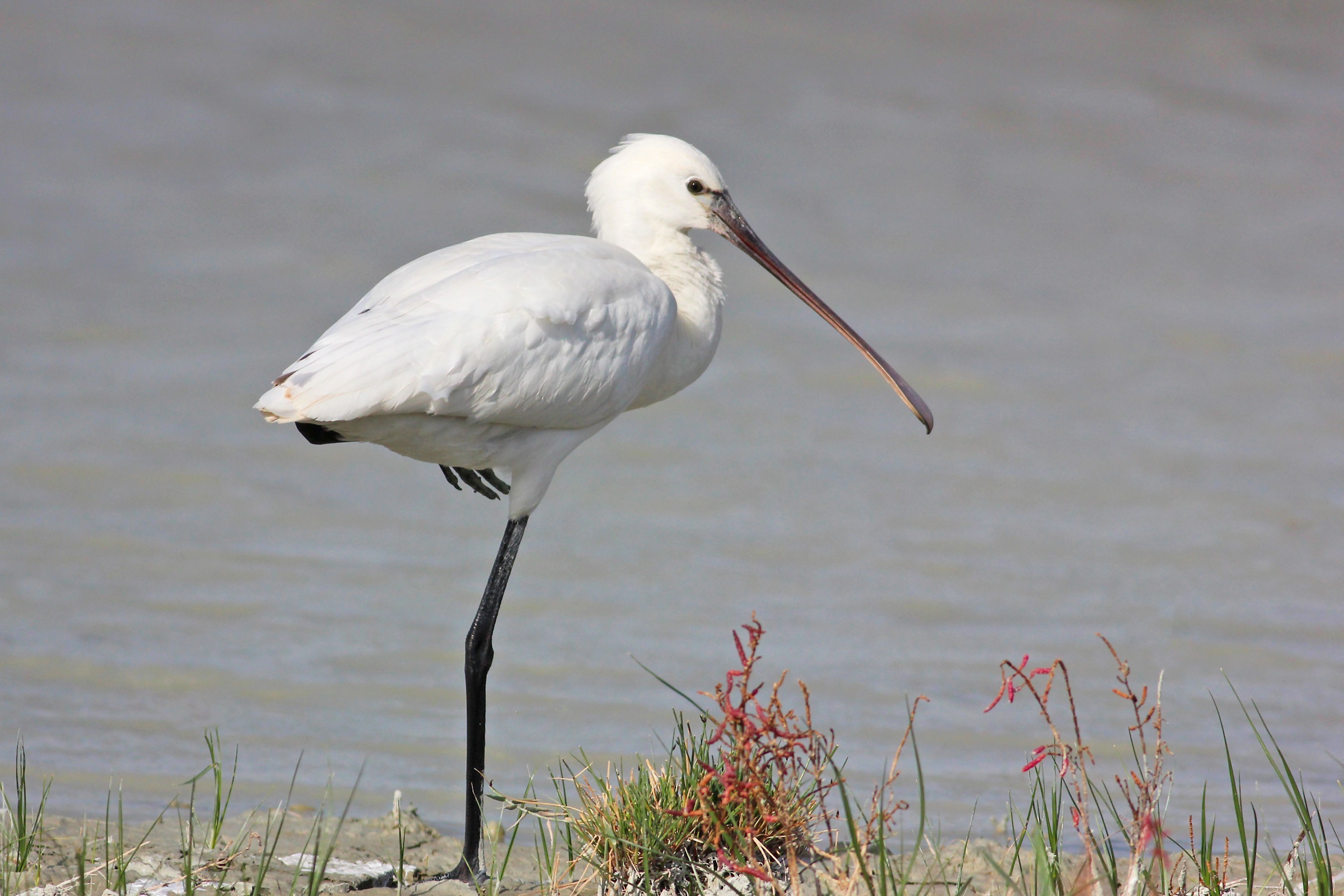 Eurasian Spoonbill