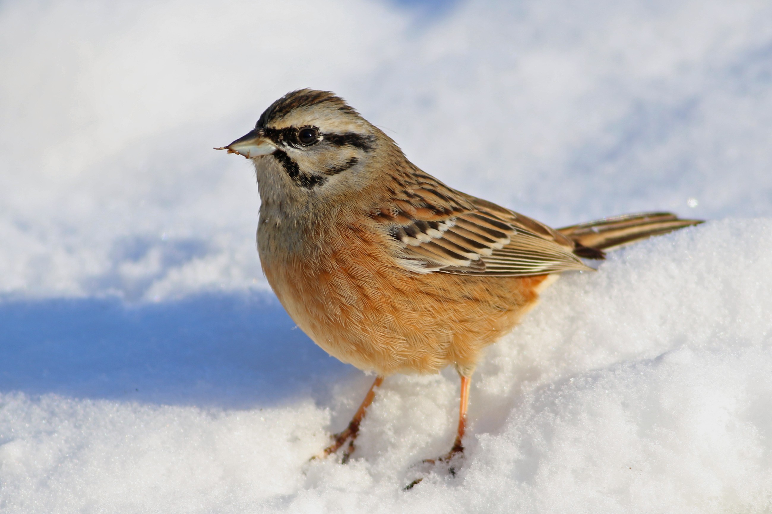 Rock Bunting