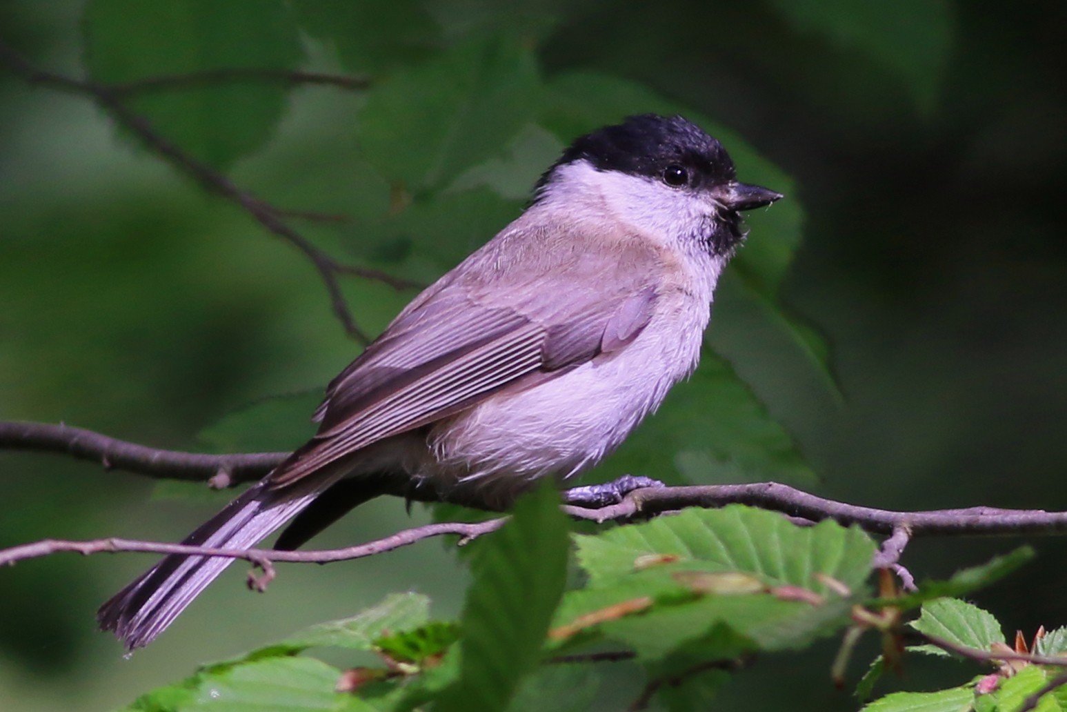 Marsh Tit