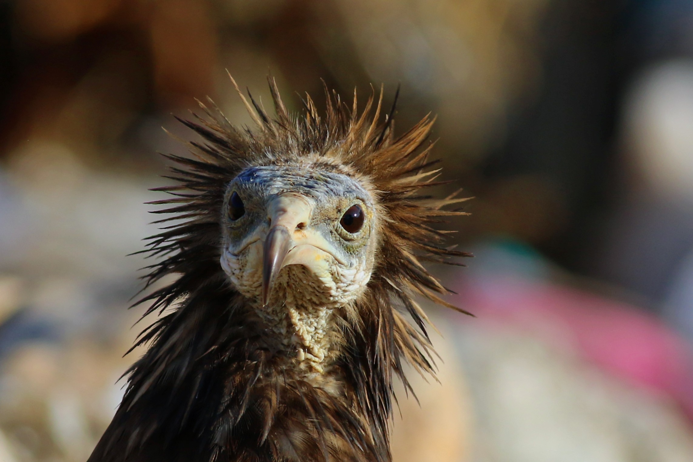 Egyptian Vulture