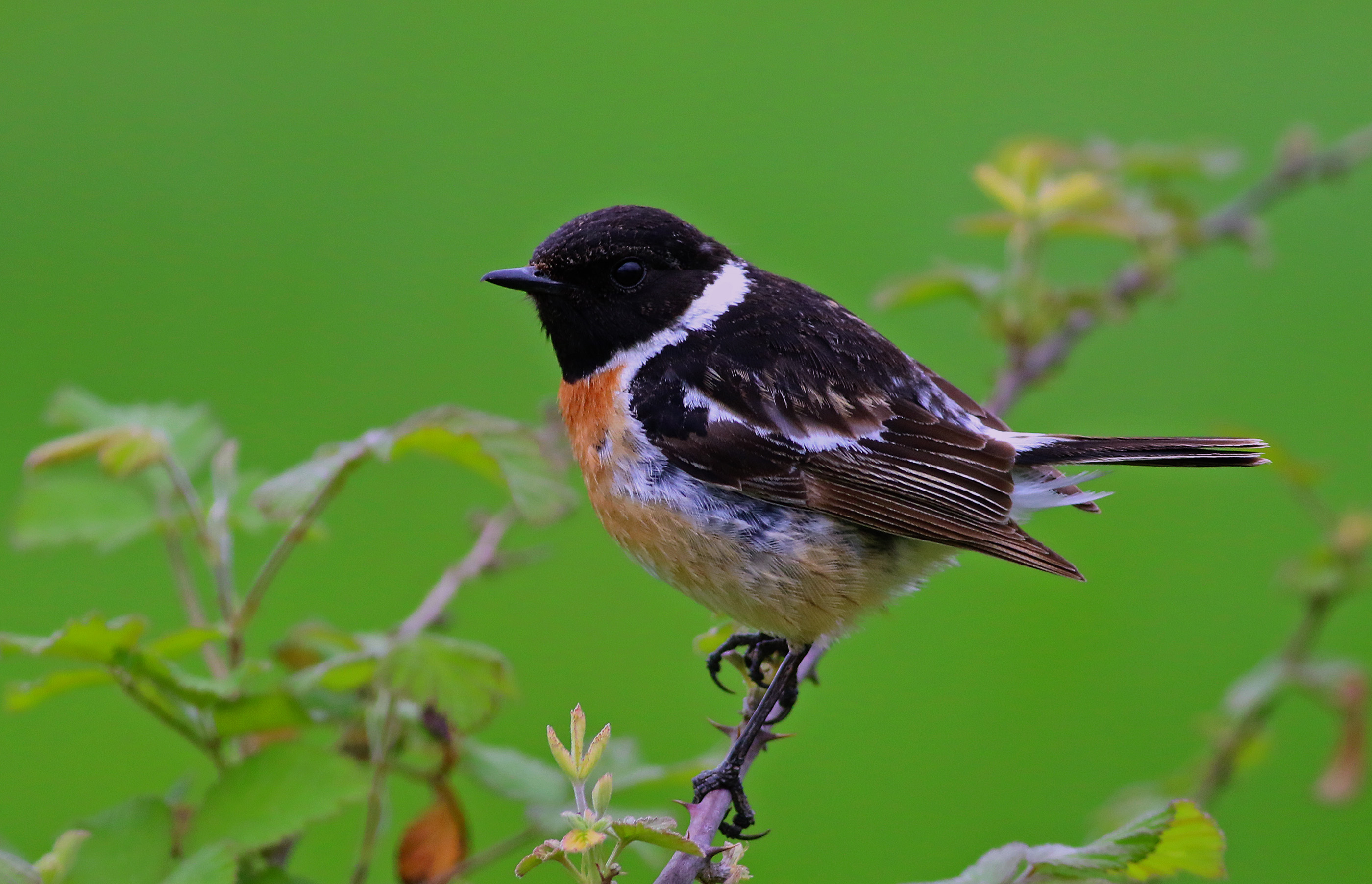 European Stonechat
