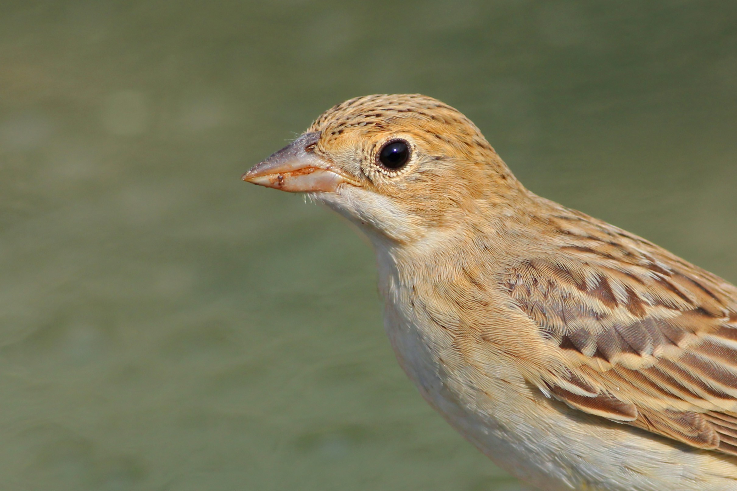 Black-headed Bunting