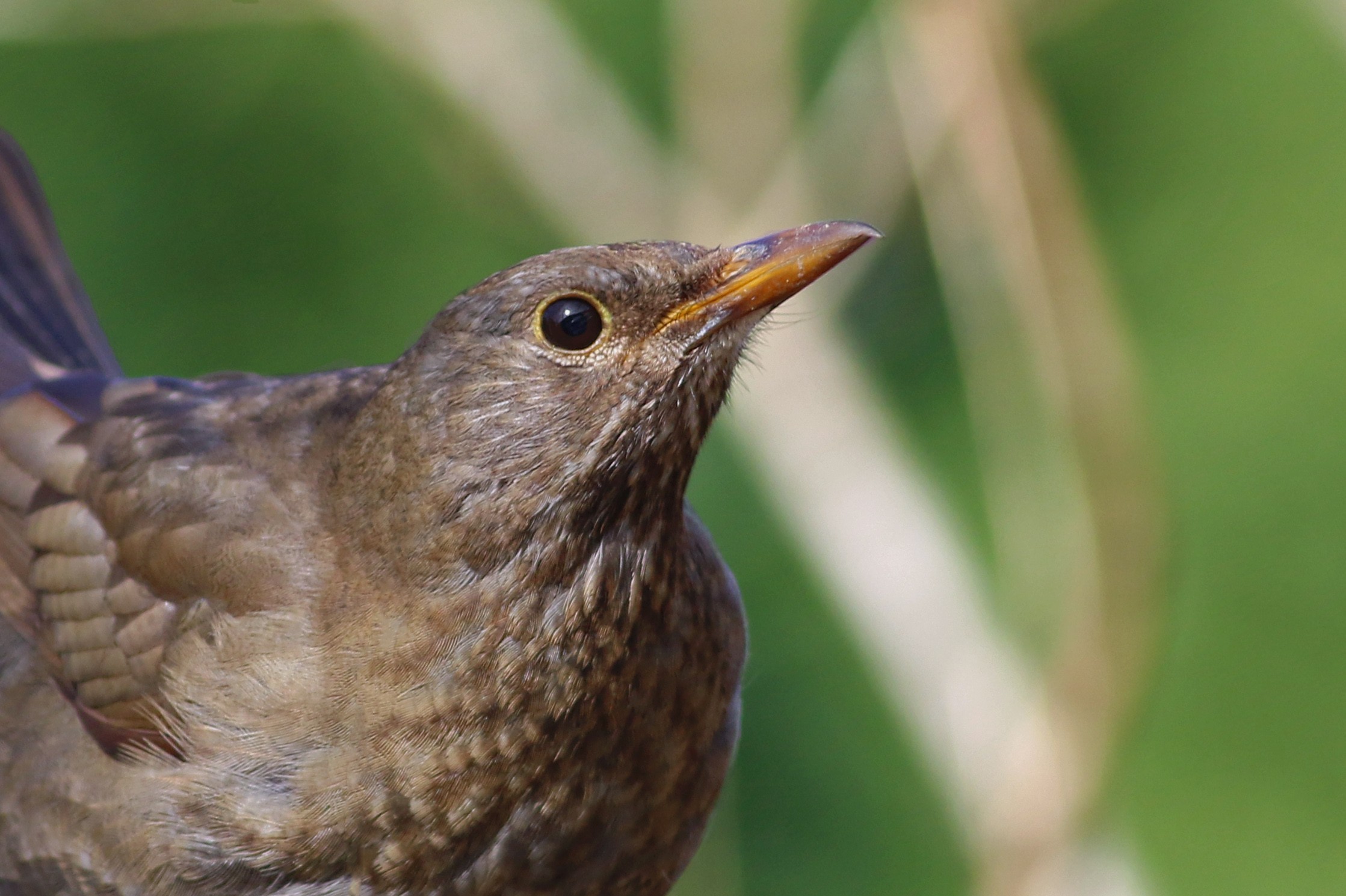 Common Blackbird