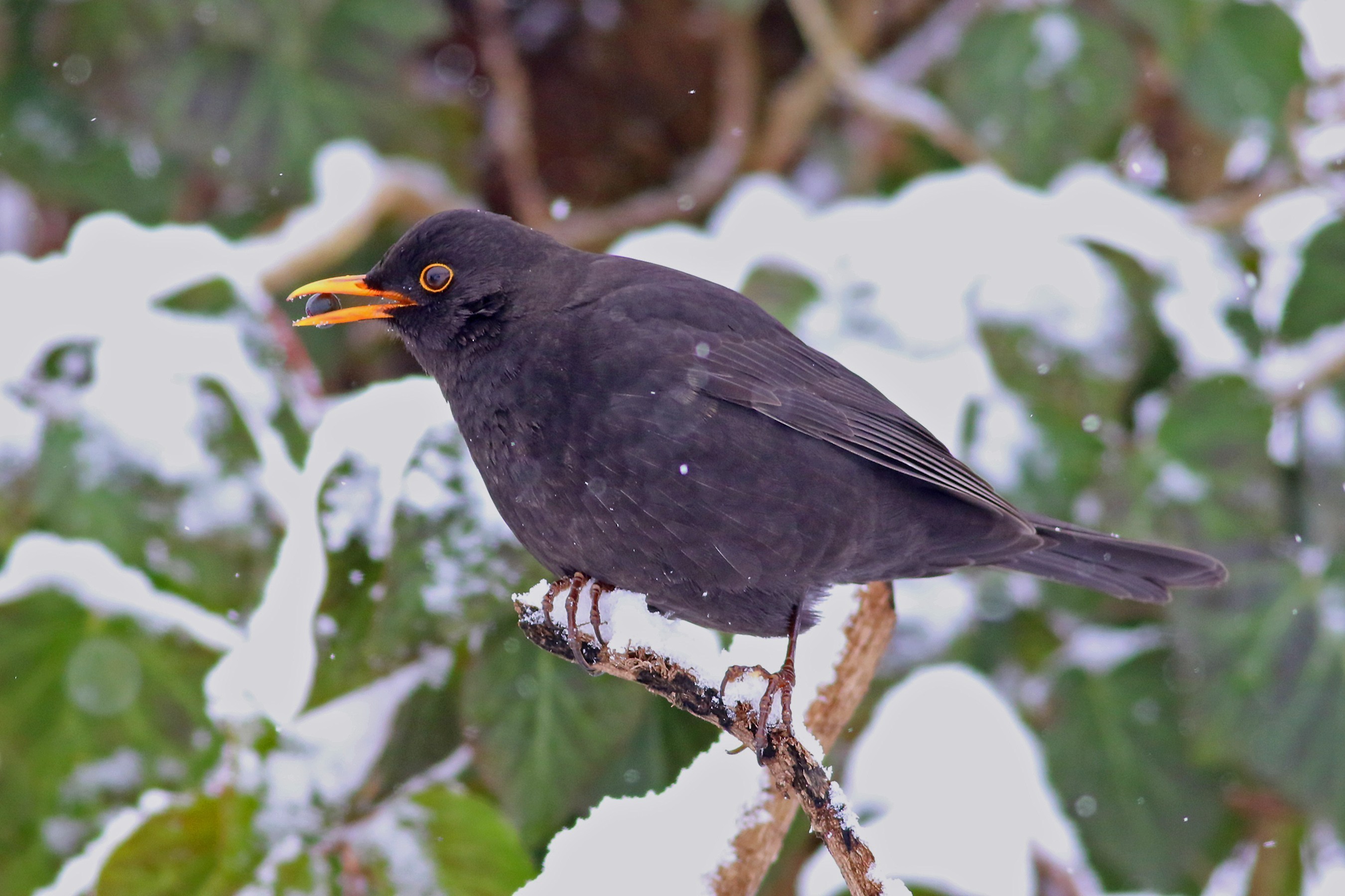 Common Blackbird — Ana fotoğraf