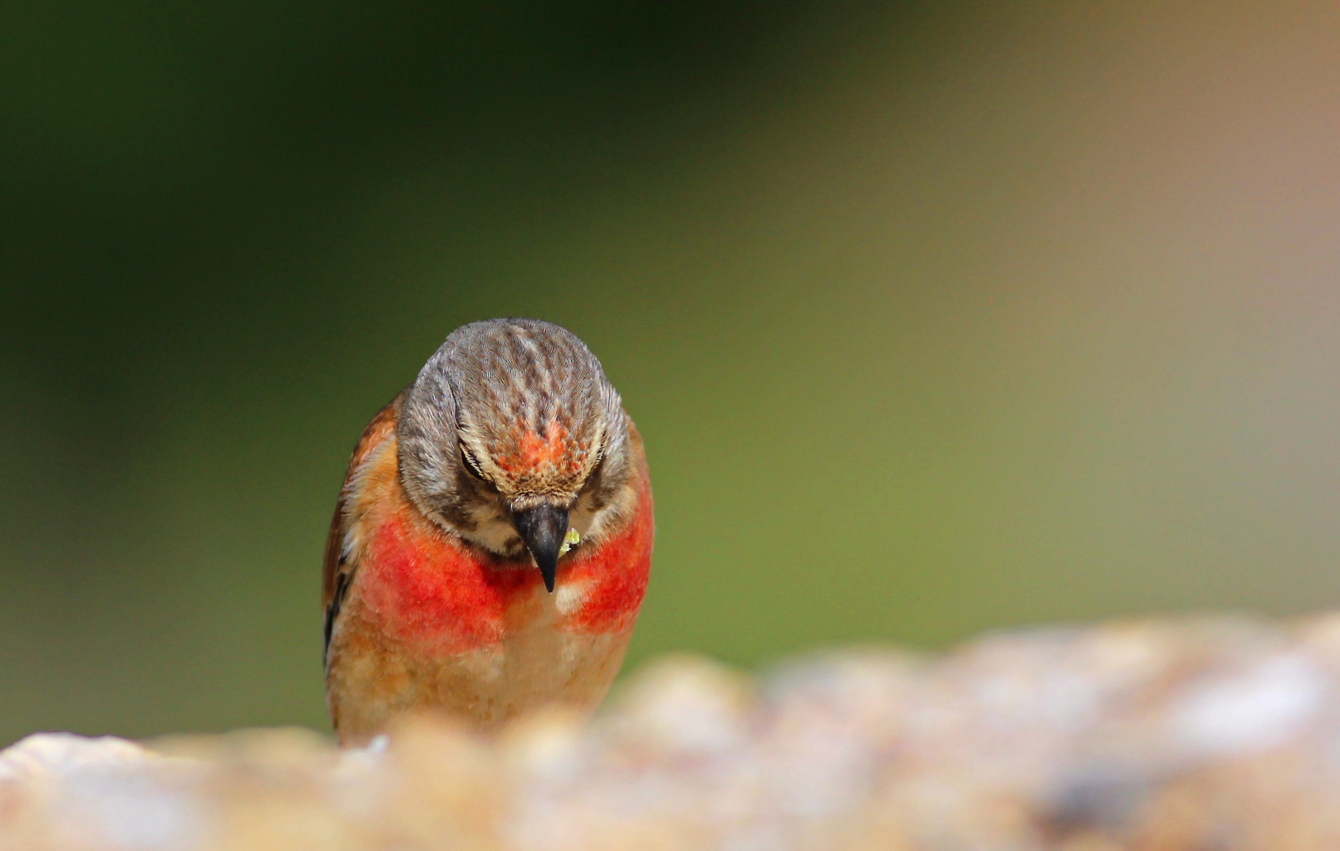 Eurasian Linnet