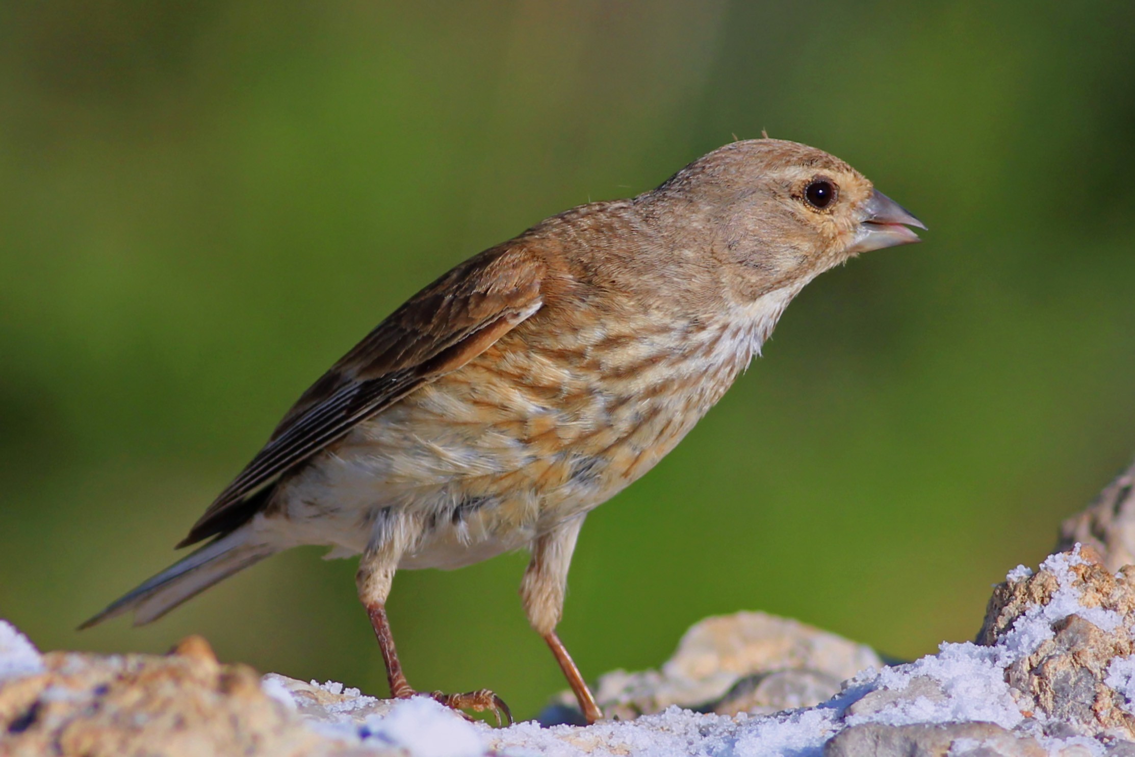 Eurasian Linnet