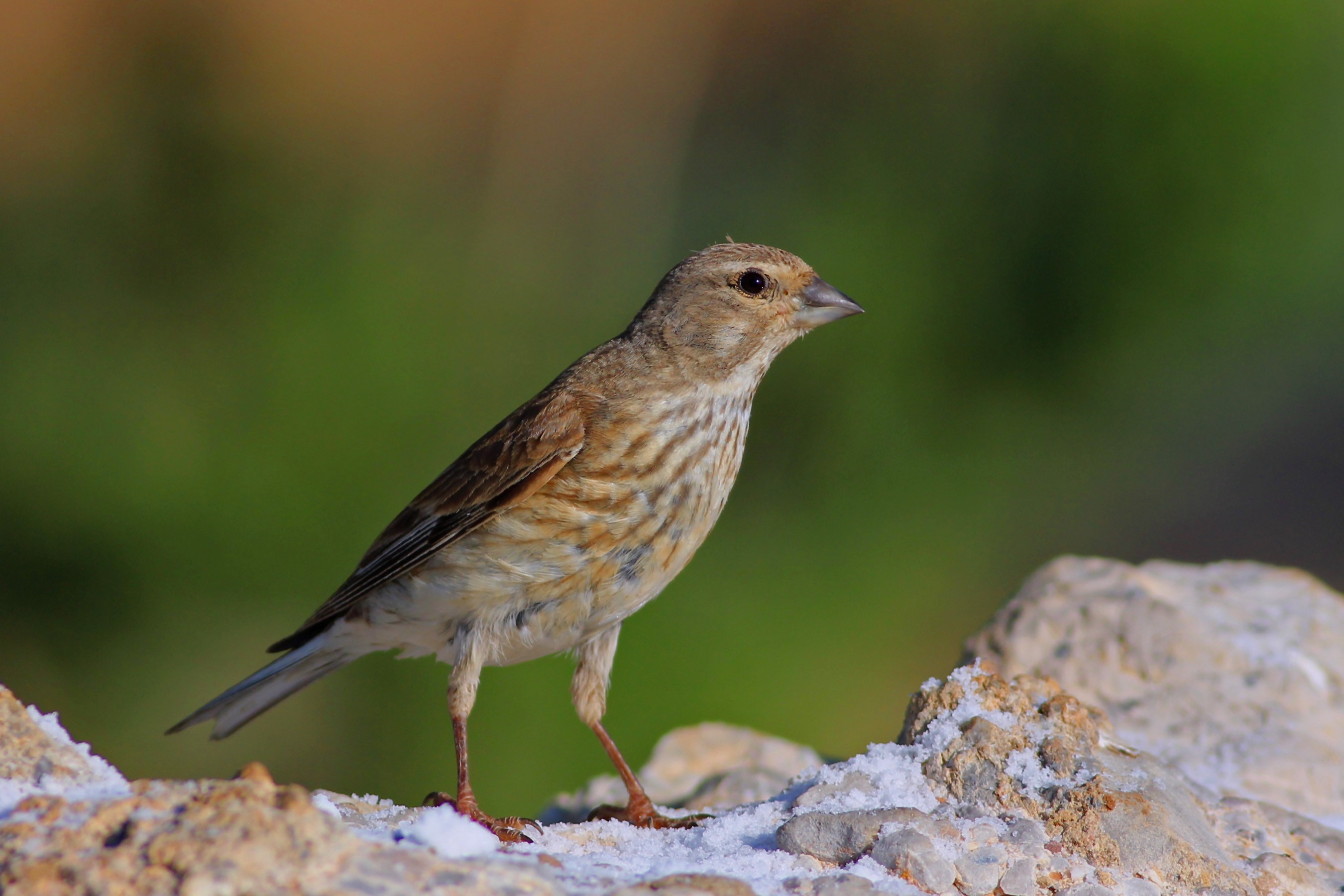 Eurasian Linnet