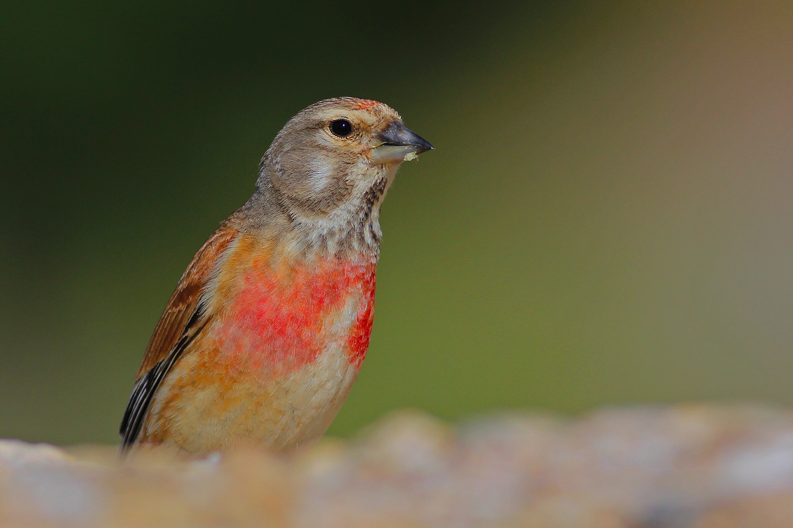 Common Linnet