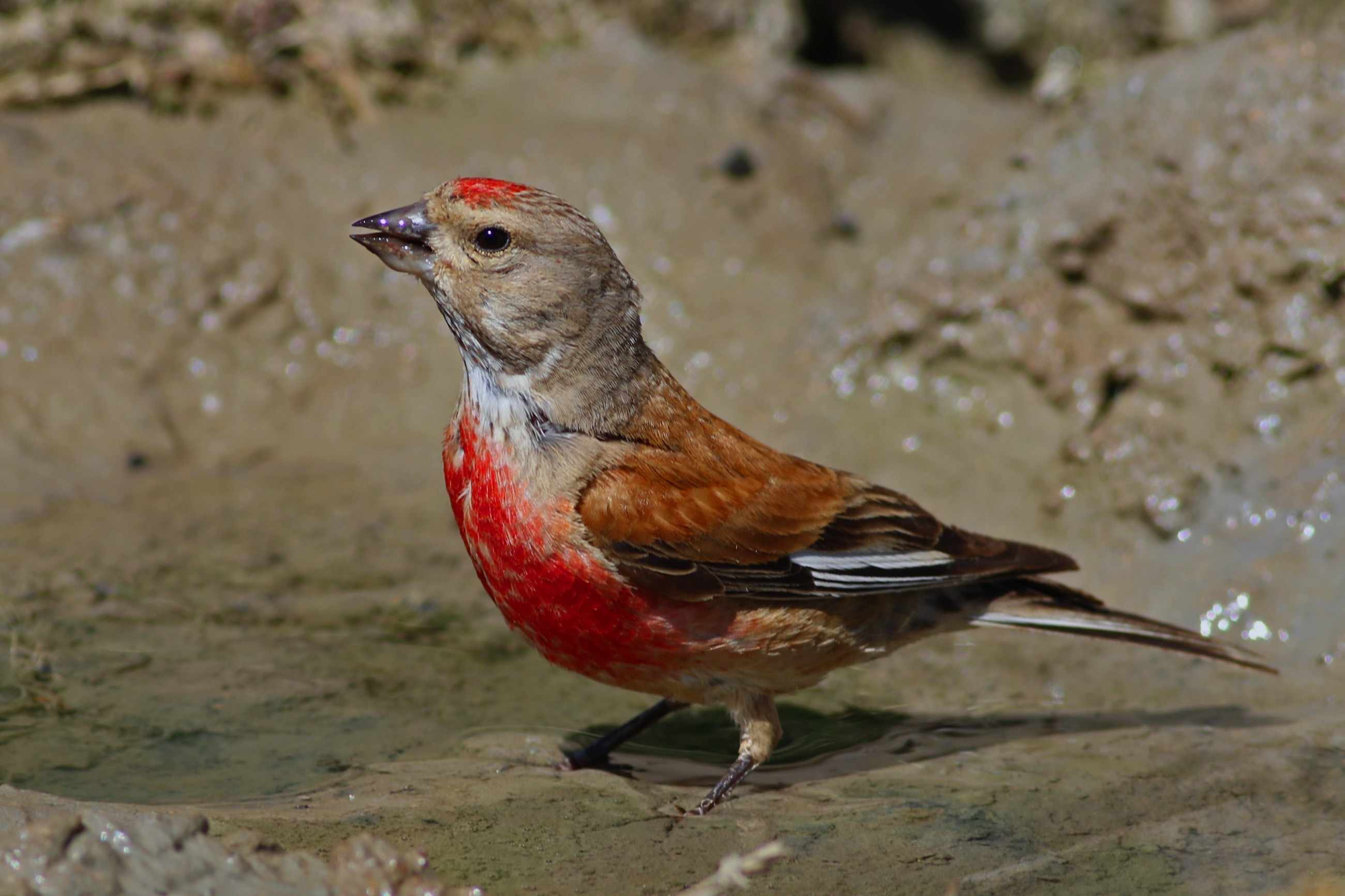 Eurasian Linnet