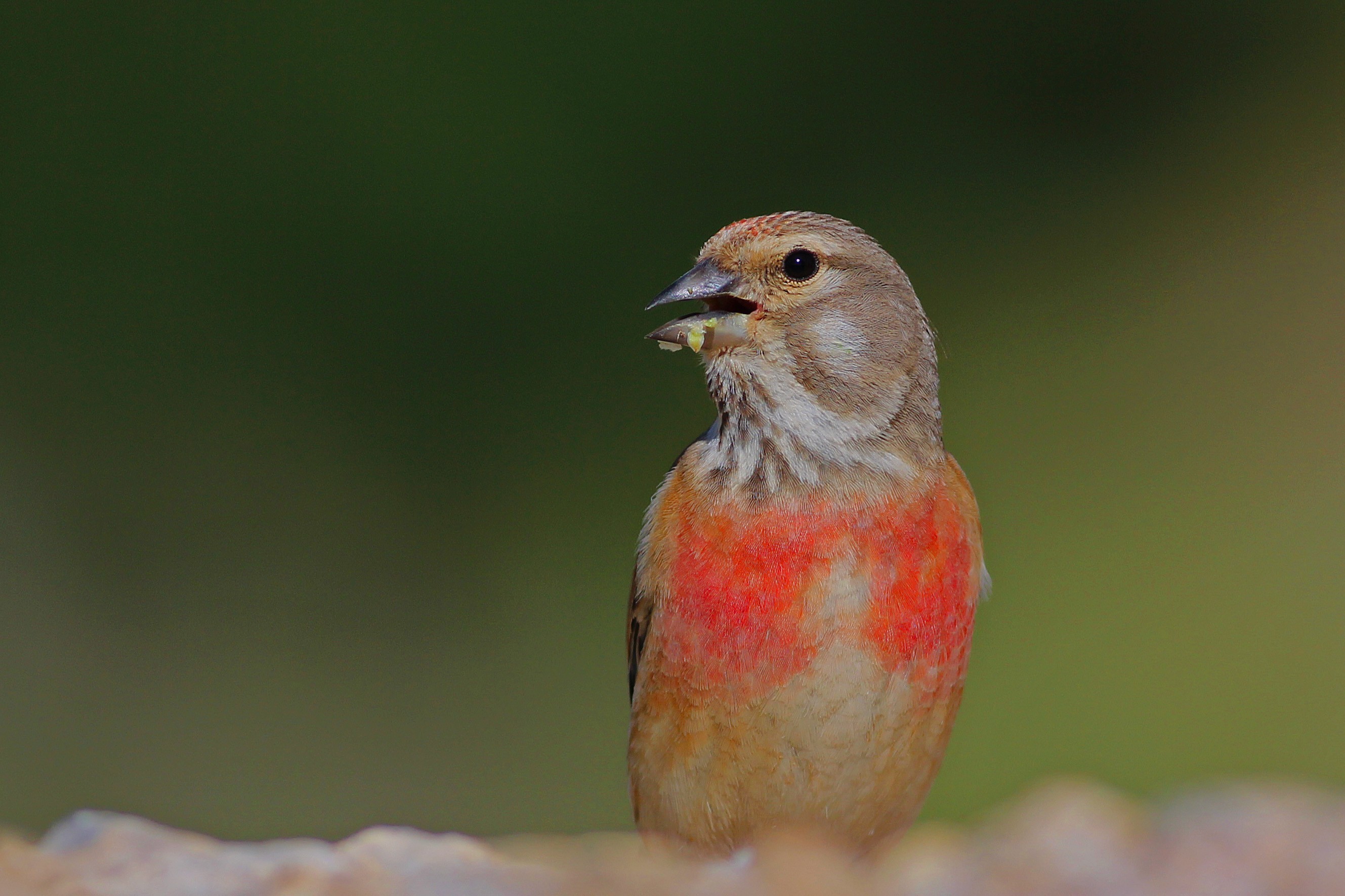 Common Linnet