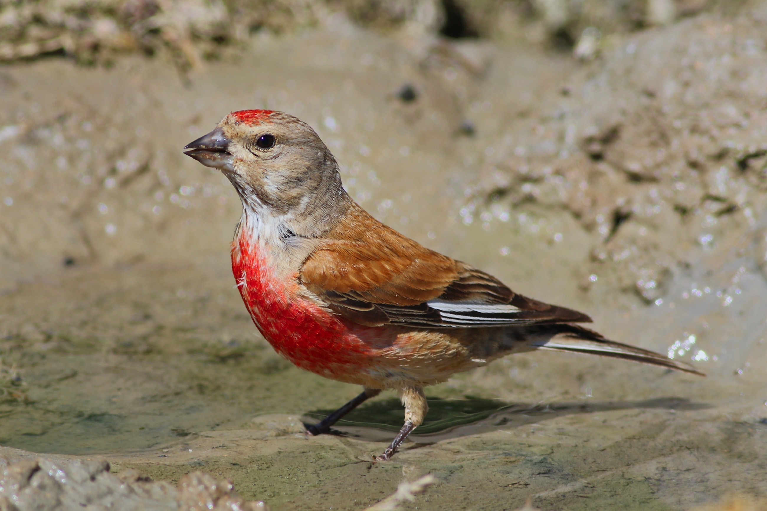 Eurasian Linnet
