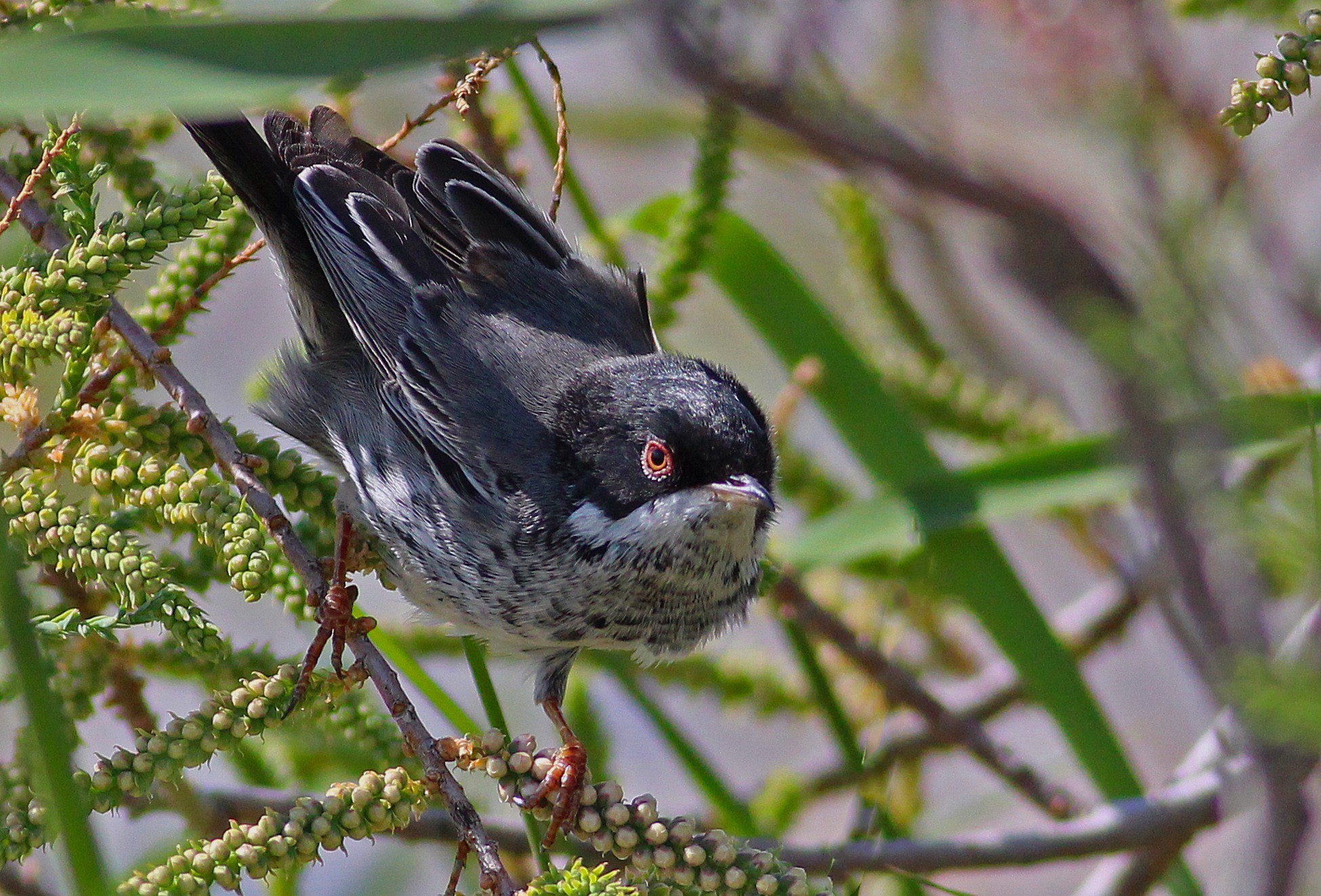 Cyprus Warbler