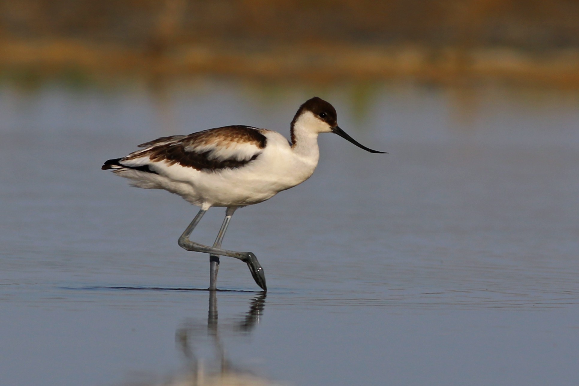 Pied Avocet