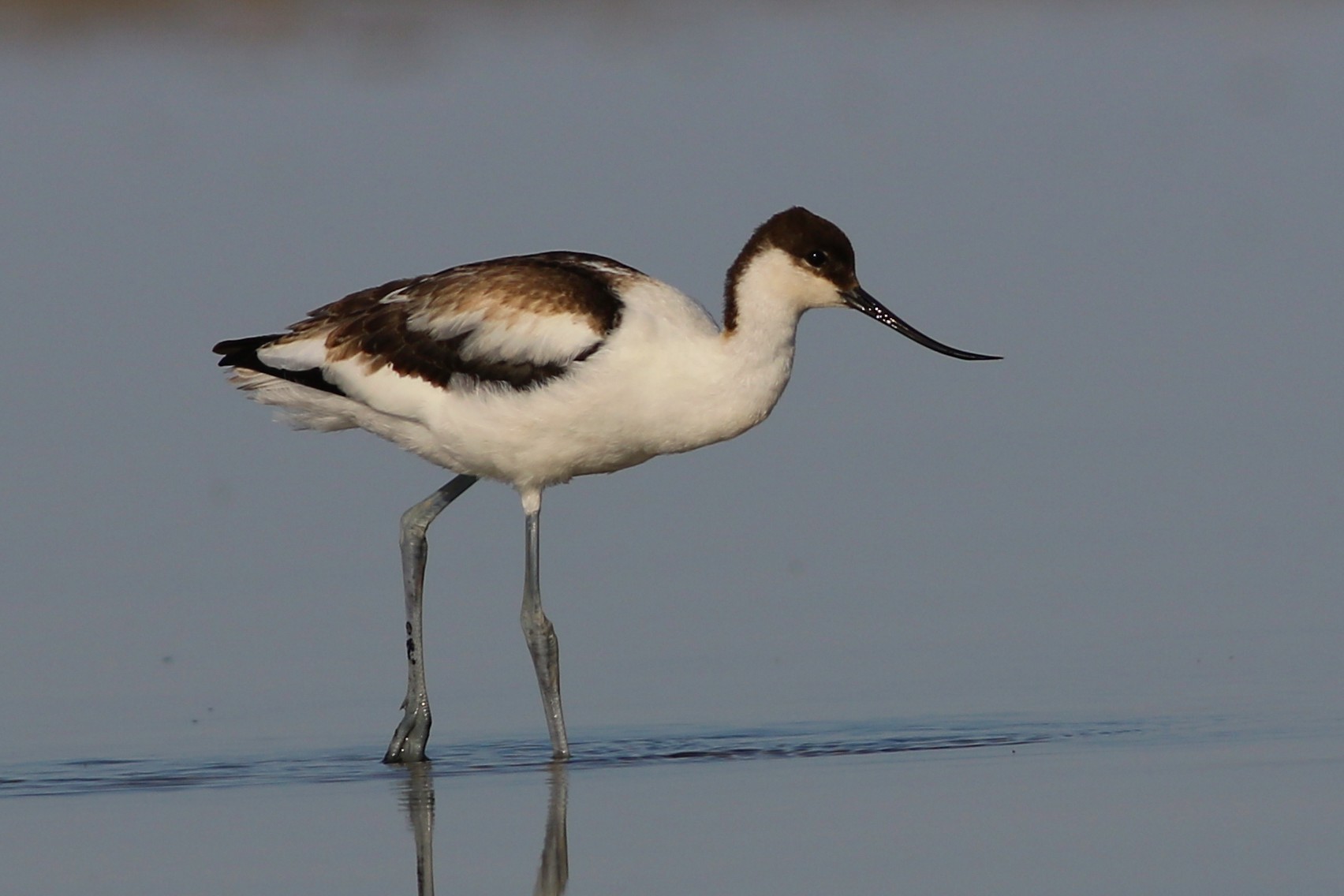 Pied Avocet