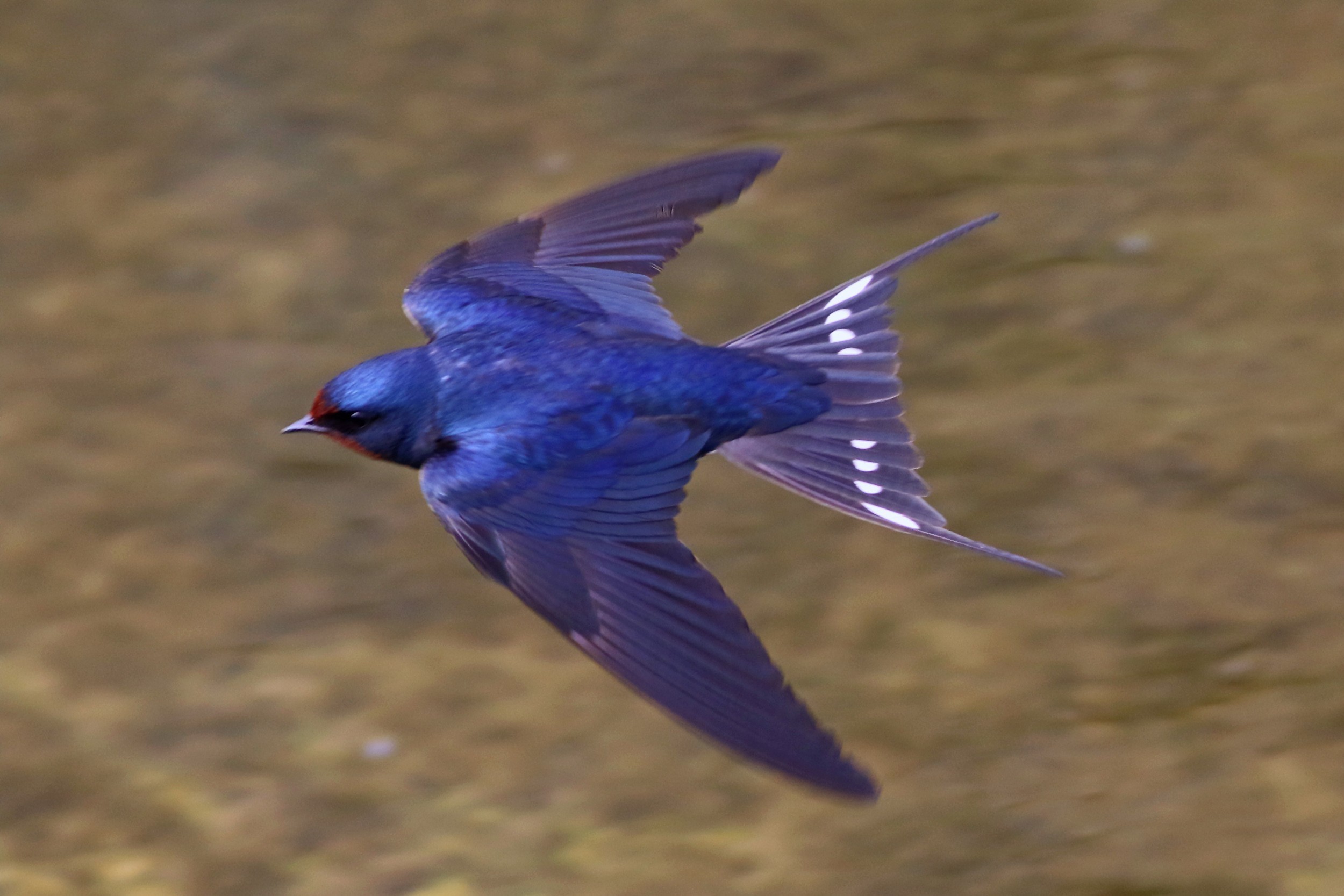 Barn Swallow — Ana fotoğraf