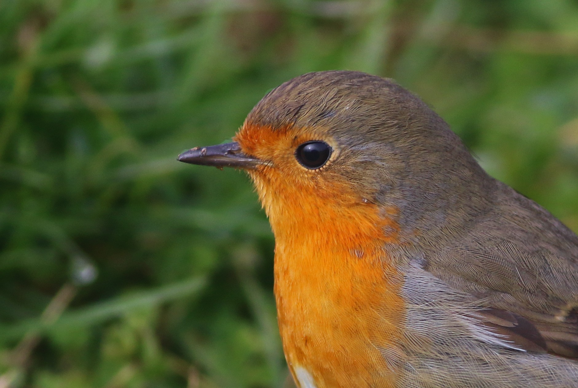 European Robin