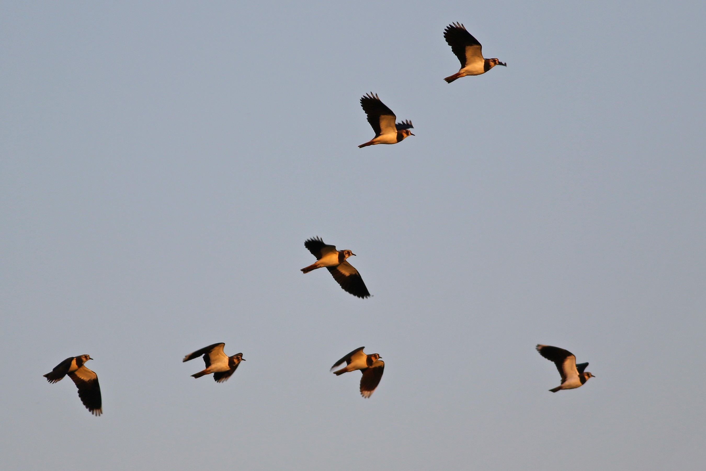 Northern Lapwing