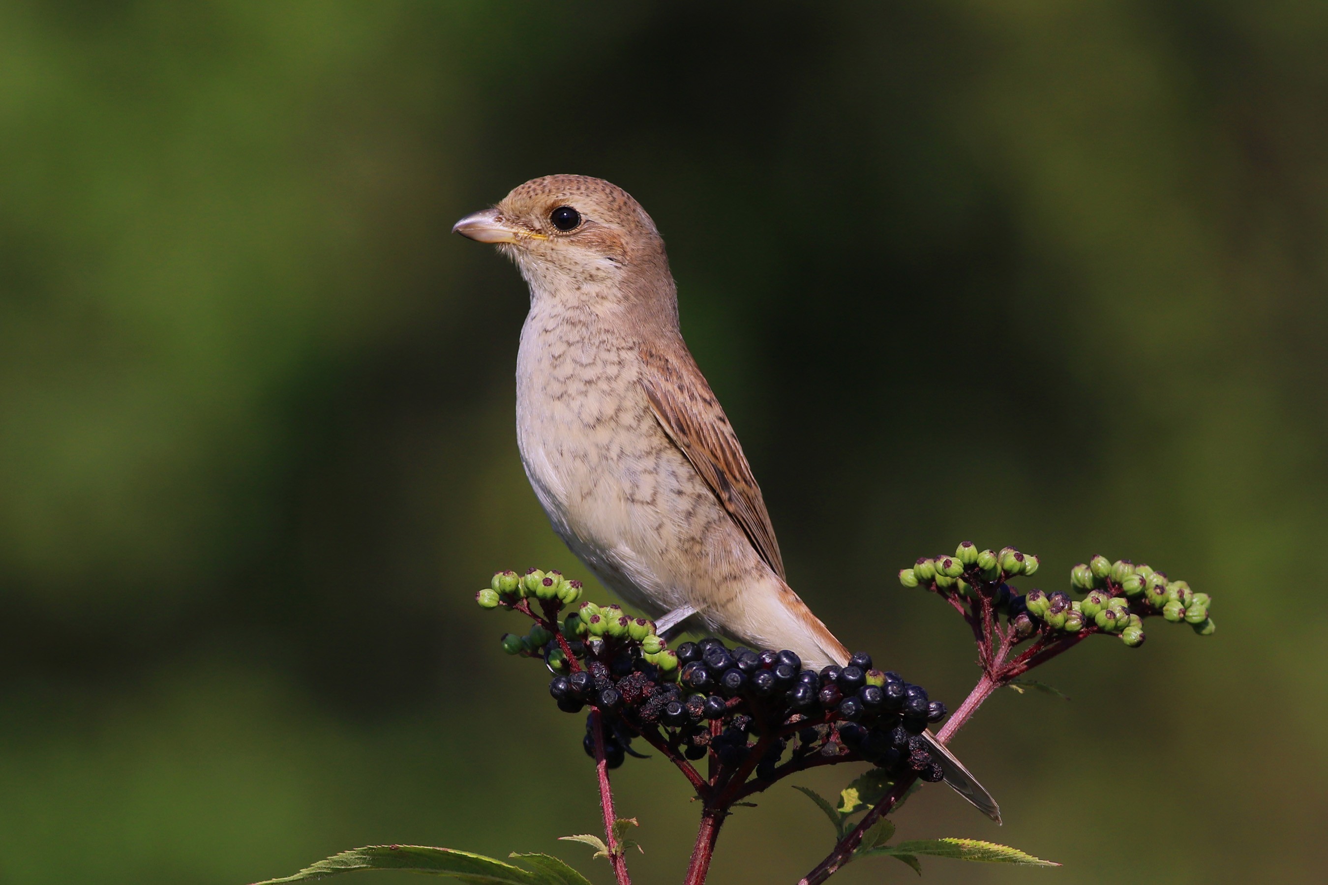 Red-backed Shrike