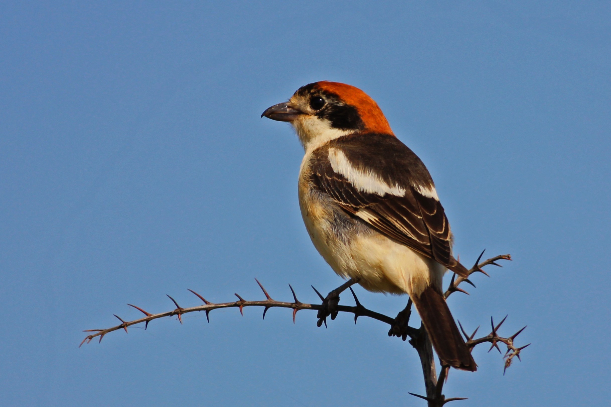 Woodchat Shrike