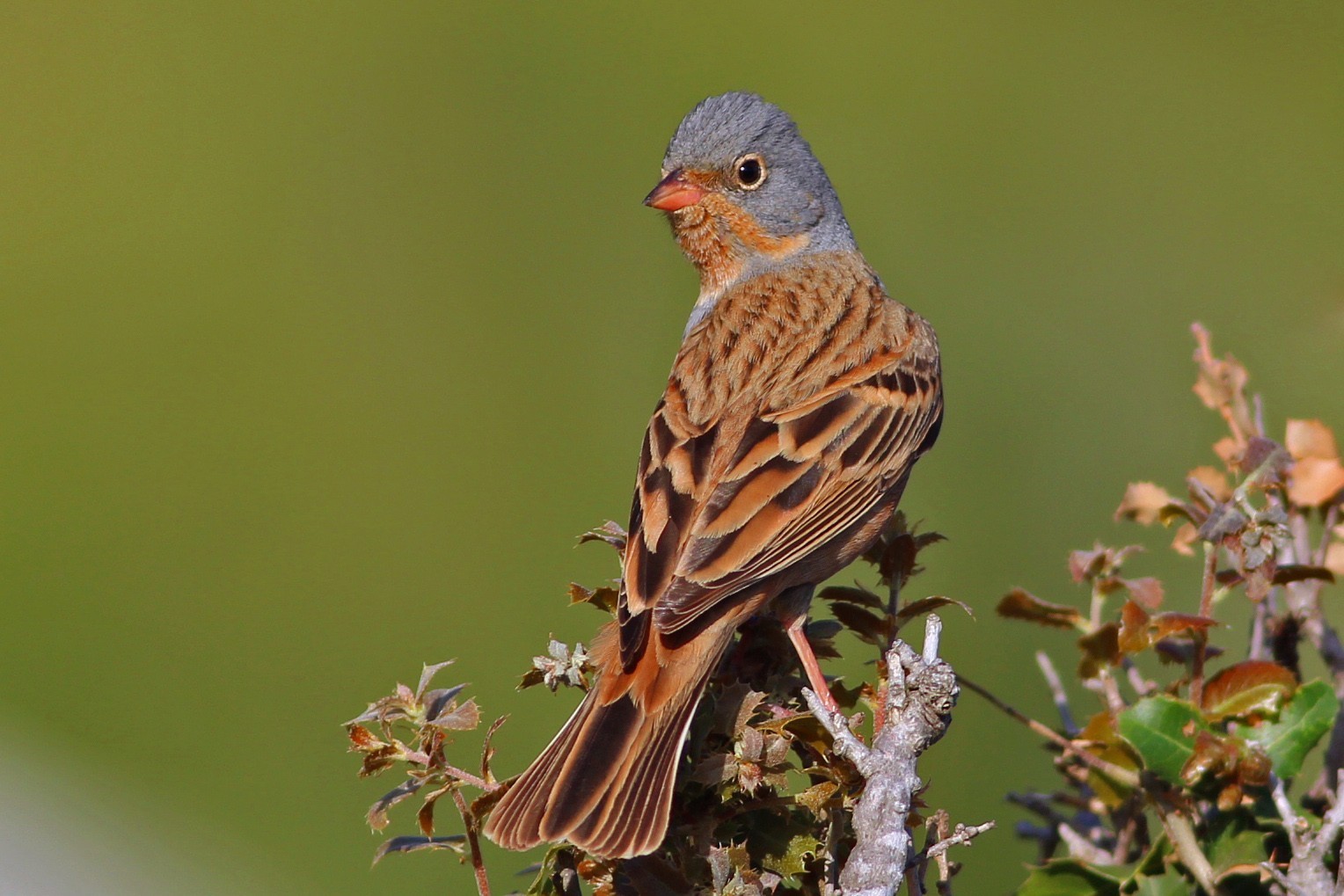 Cretzschmar's Bunting