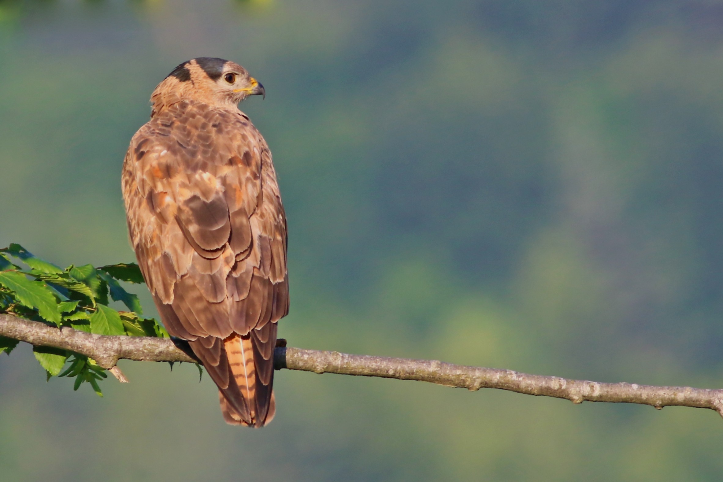 Long-legged Buzzard