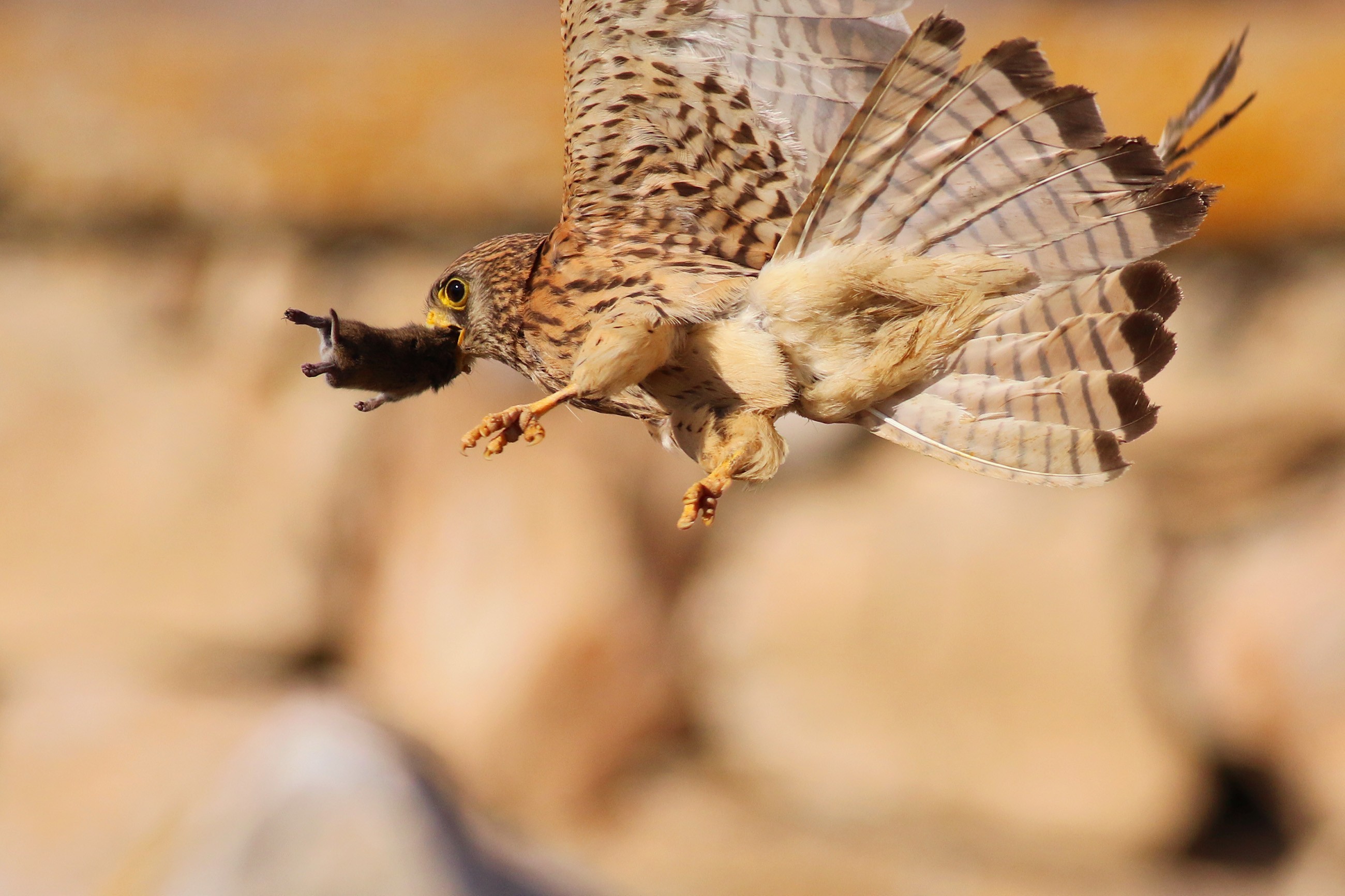 Lesser Kestrel