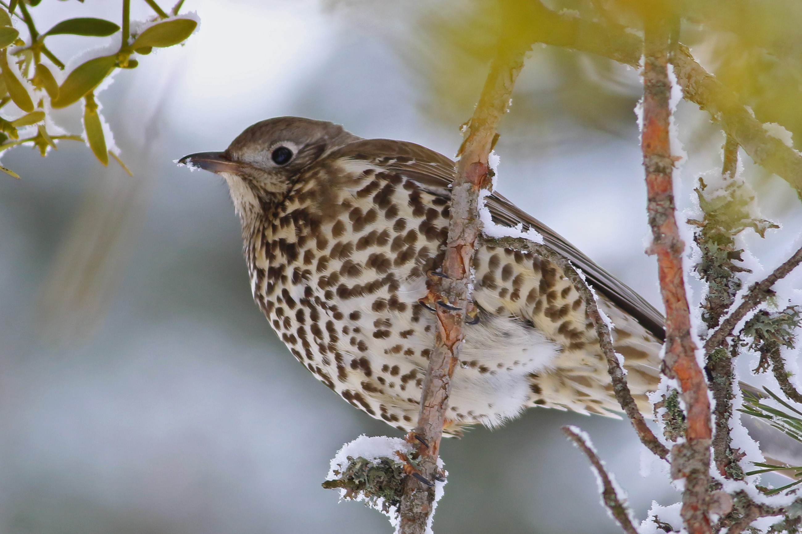 Mistle Thrush