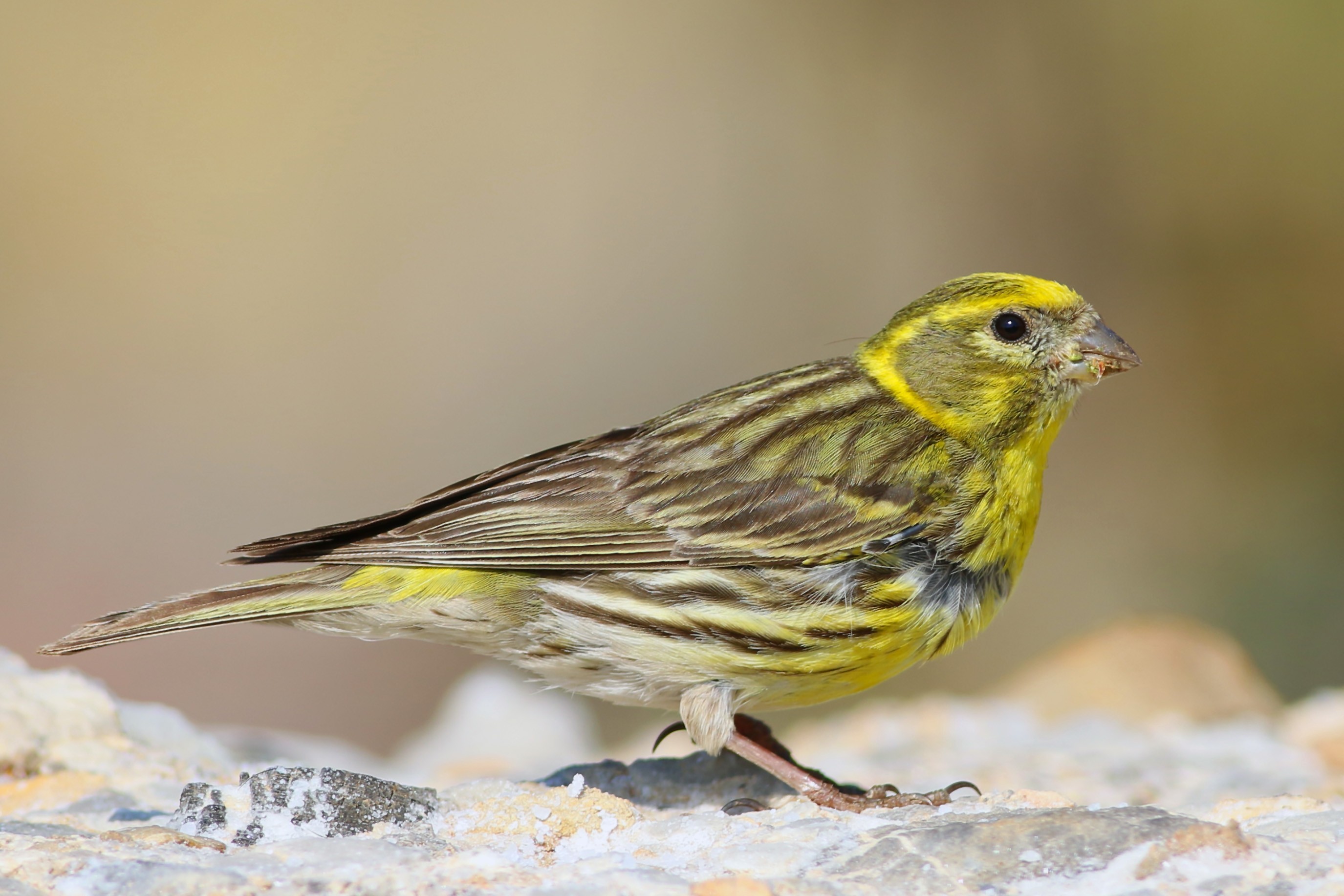 European Serin
