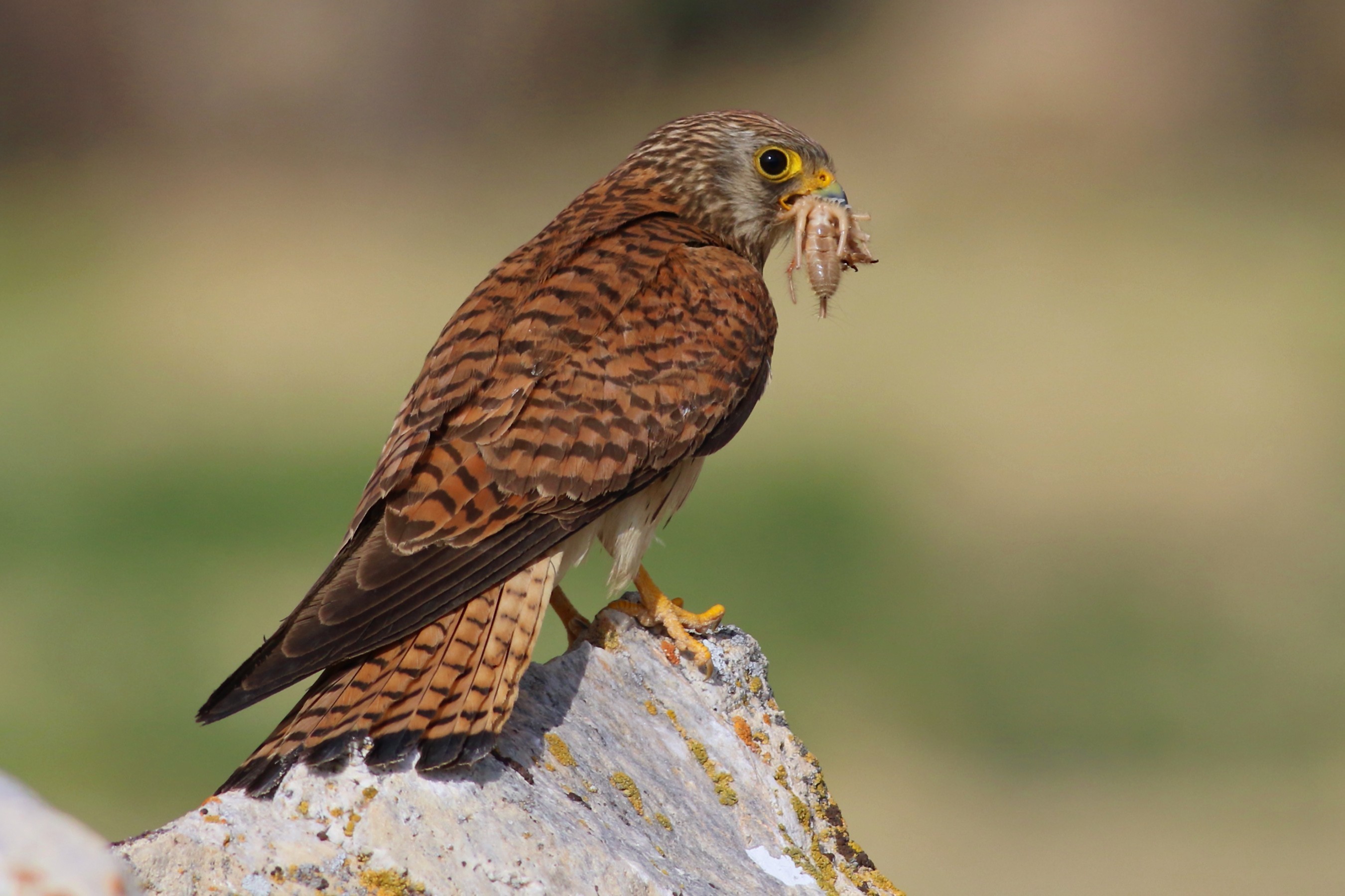 Lesser Kestrel