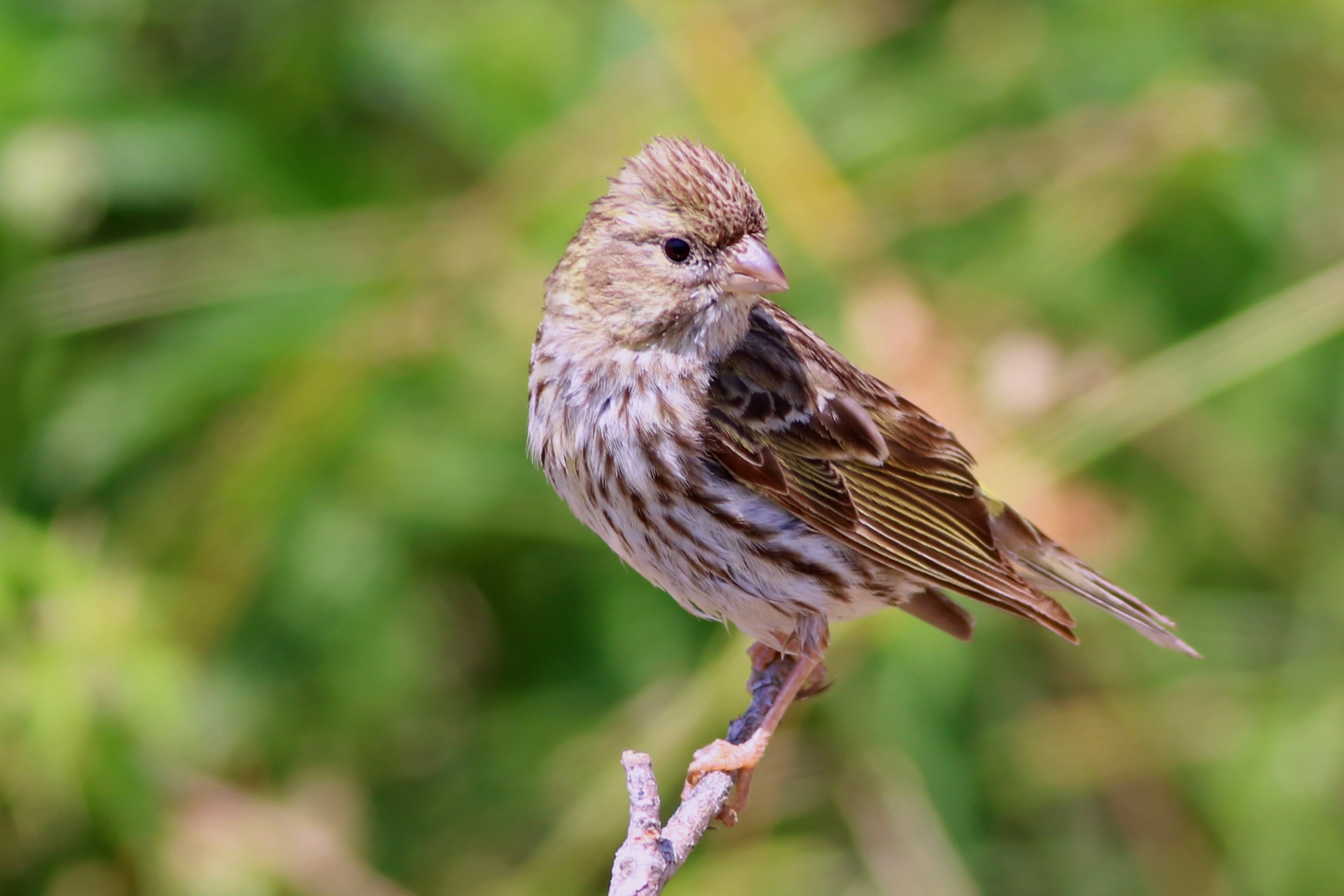 European Serin