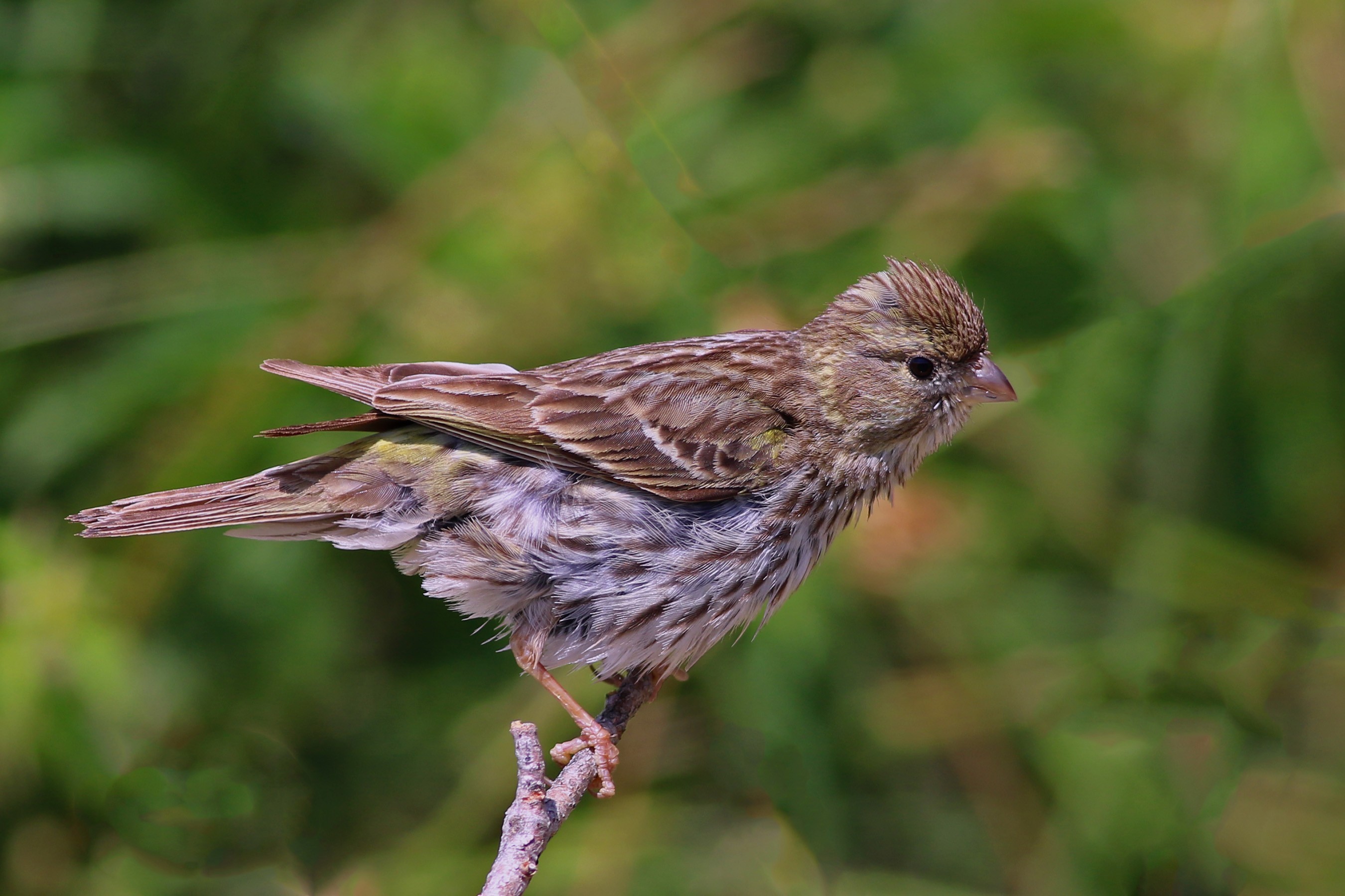 European Serin